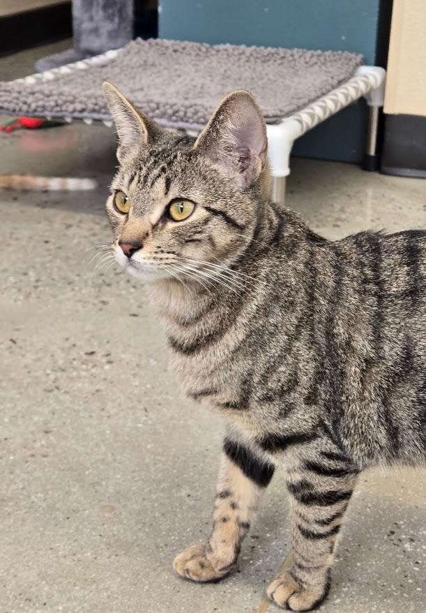 Enlarge Winnie, an adopted Tabby in New Rochelle, NY image 1/1