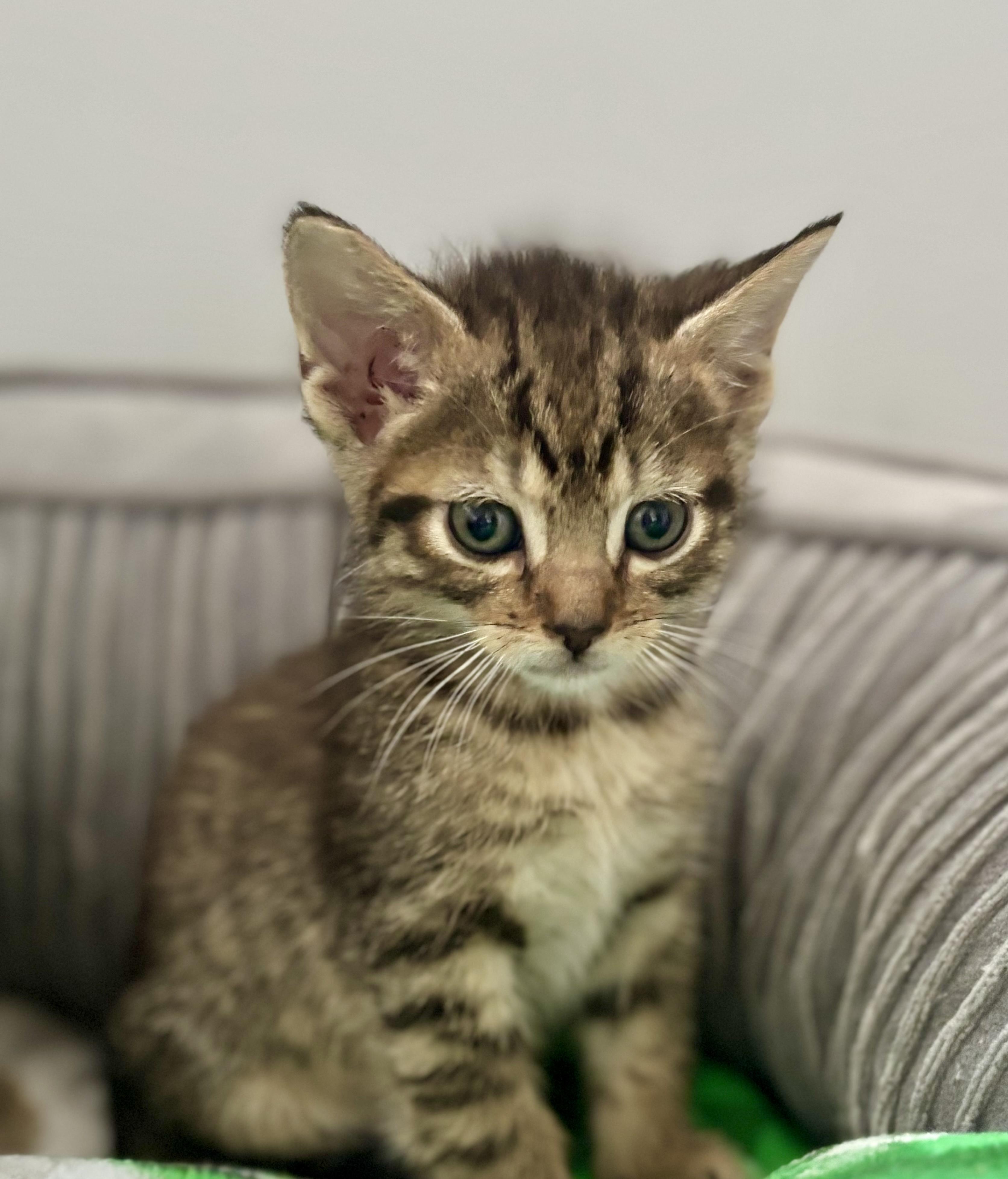 Monica, ADOPTABLE, Young Female Tabby.