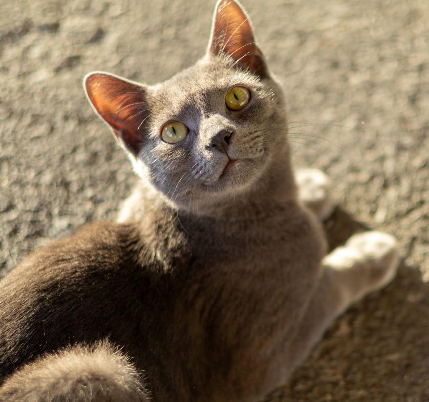 Enlarge Asher - Handsome Young Cat is Looking for a Family!, a Adoptable Domestic Short Hair in Quentin, PA image 1/3
