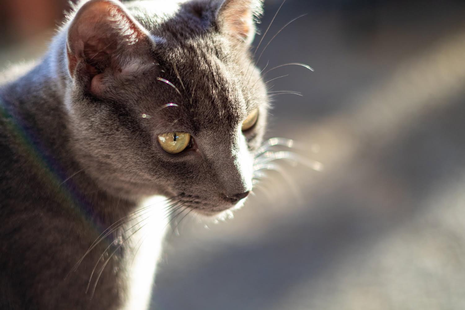 Enlarge Asher - Handsome Young Cat is Looking for a Family!, a Adoptable Domestic Short Hair in Quentin, PA image 2/3