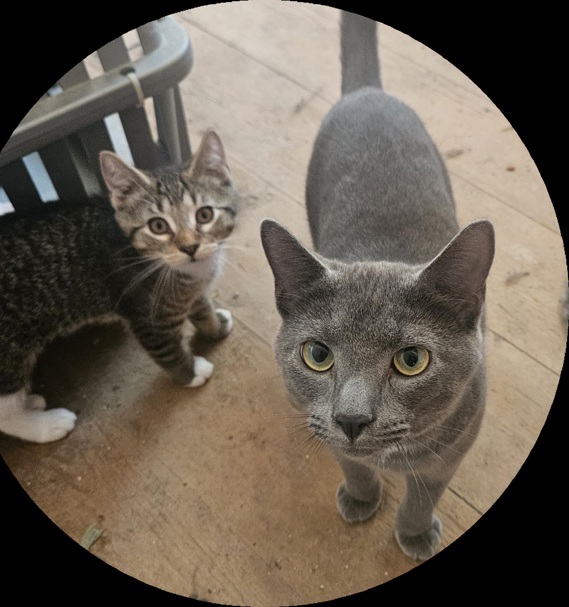 Asher - Handsome Young Cat is Looking for a Family!