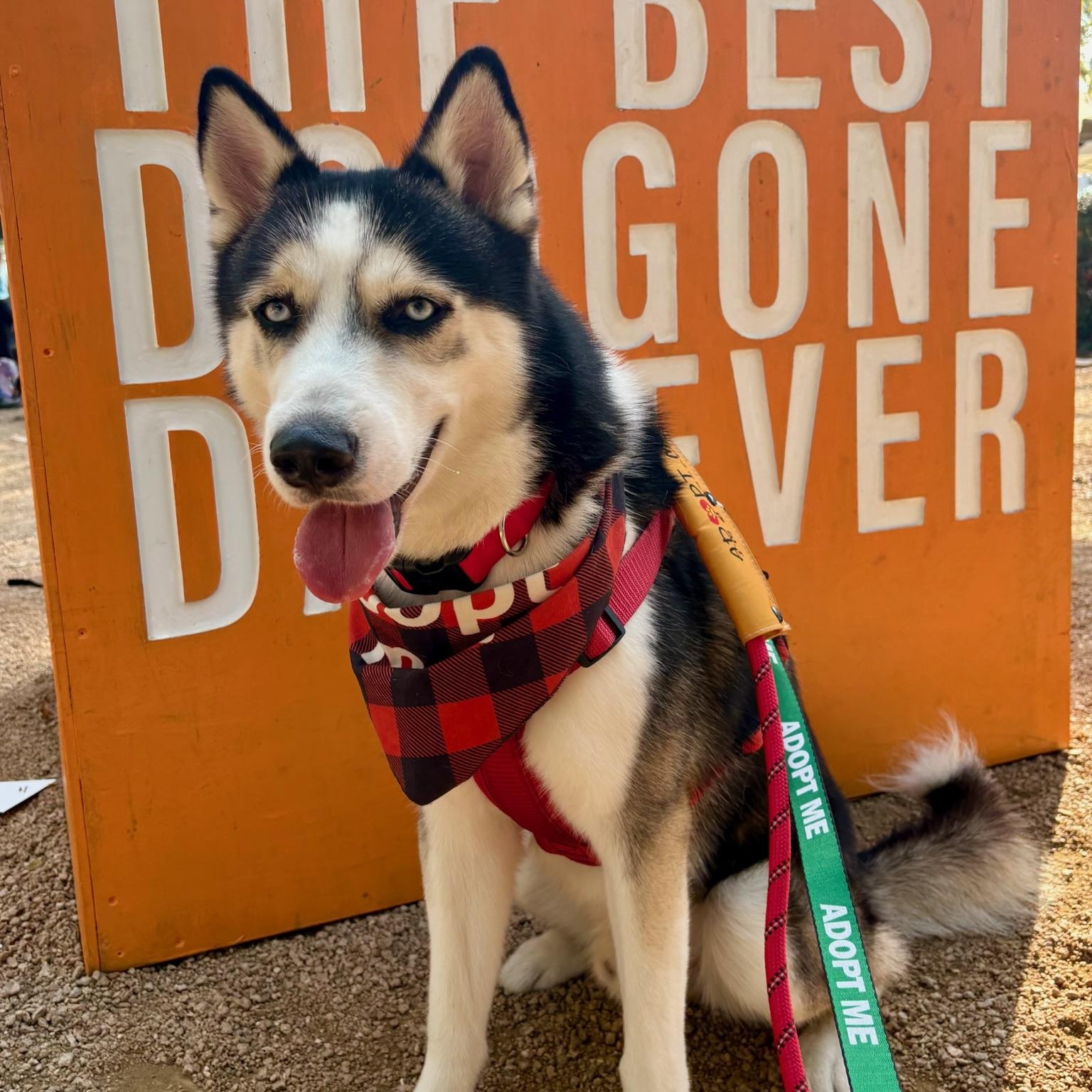 Casper, a Adoptable Husky in Houston, TX image 2/5
