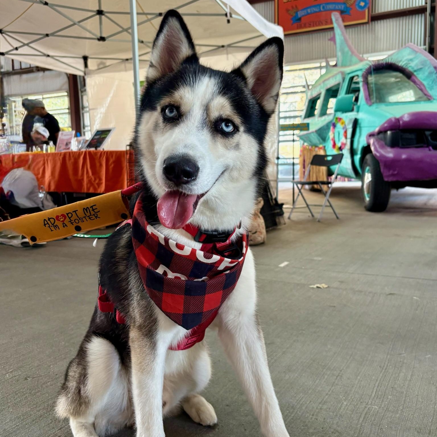 Casper, a Adoptable Husky in Houston, TX image 3/5