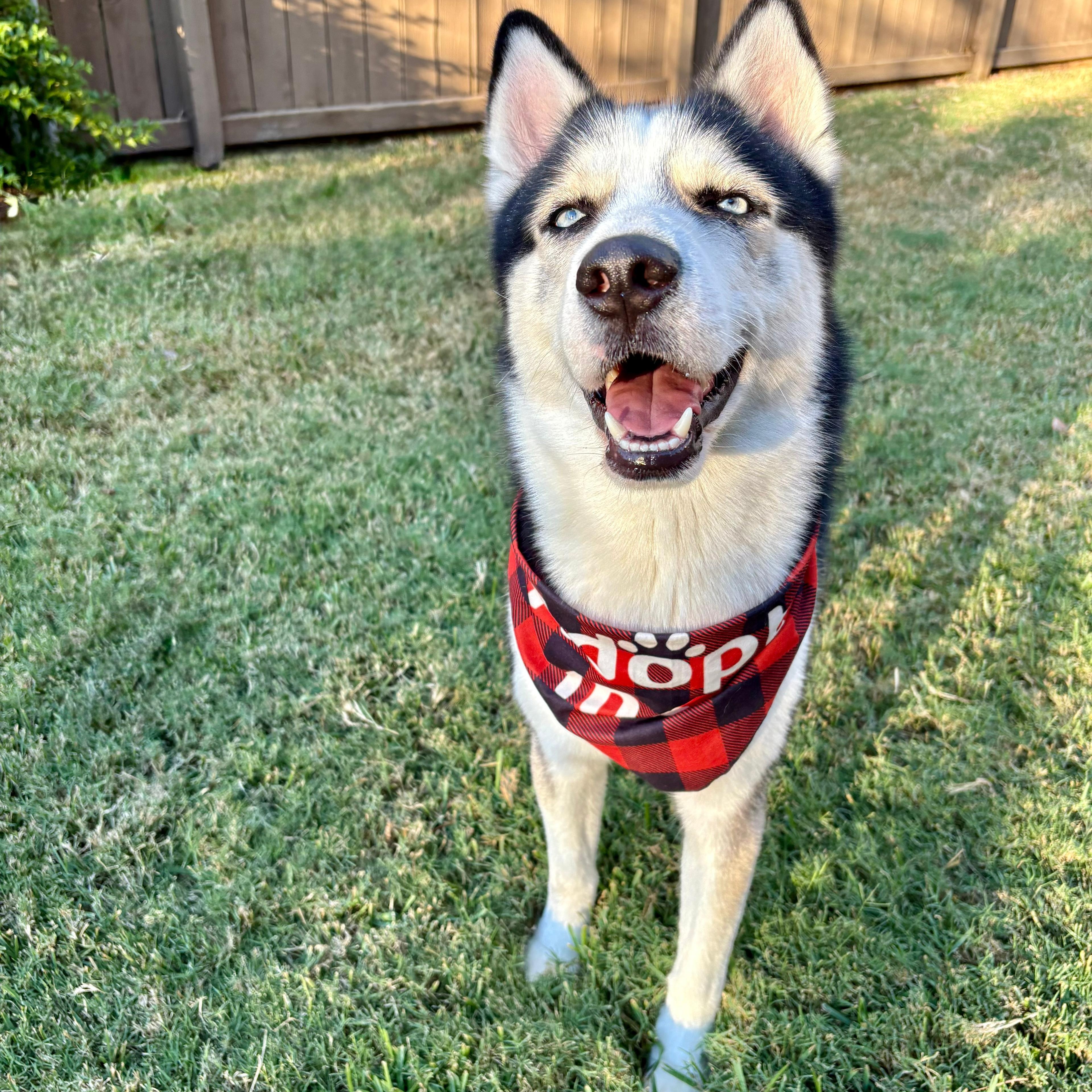 Casper, a Adoptable Husky in Houston, TX image 5/5
