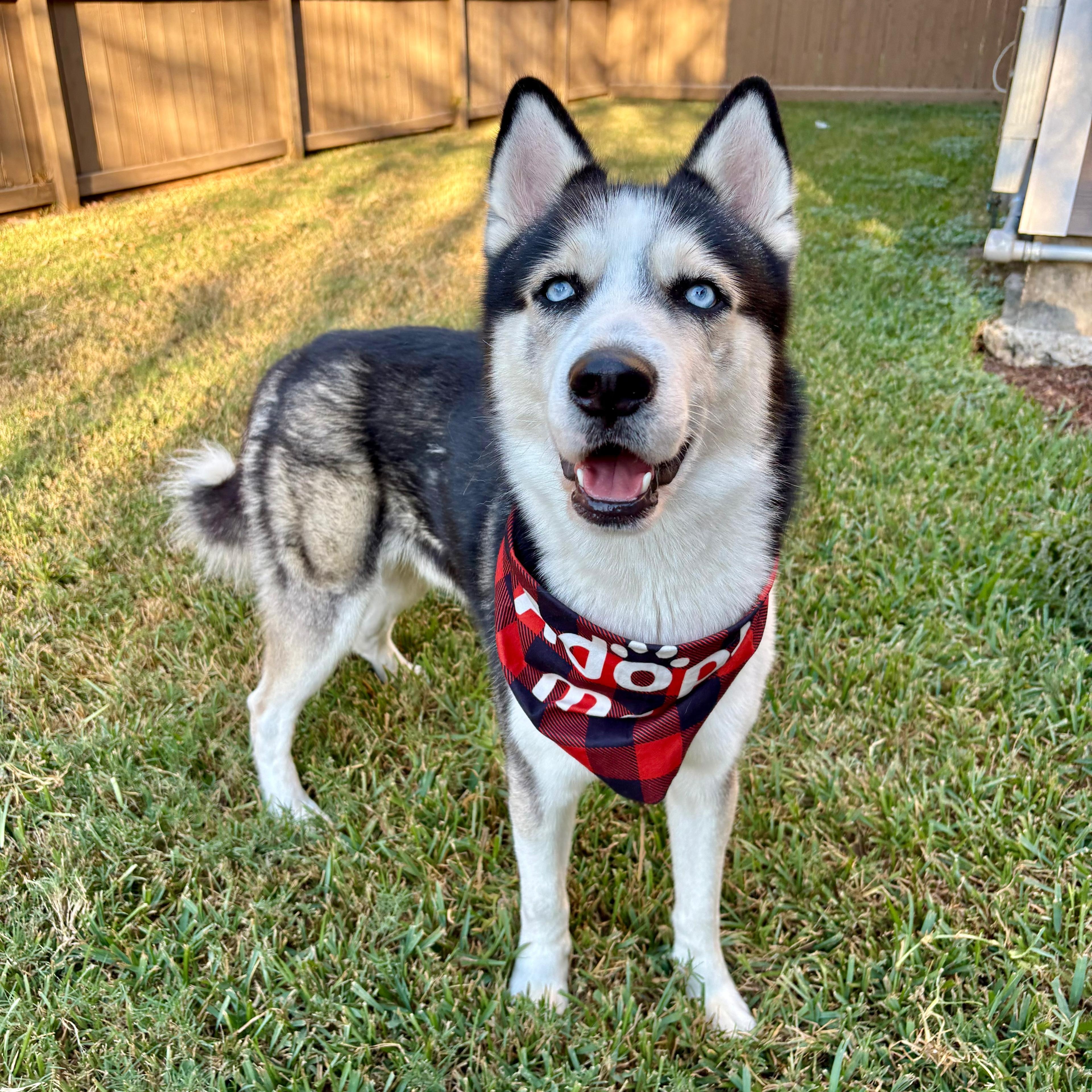 Casper, a Adoptable Husky in Houston, TX image 1/5