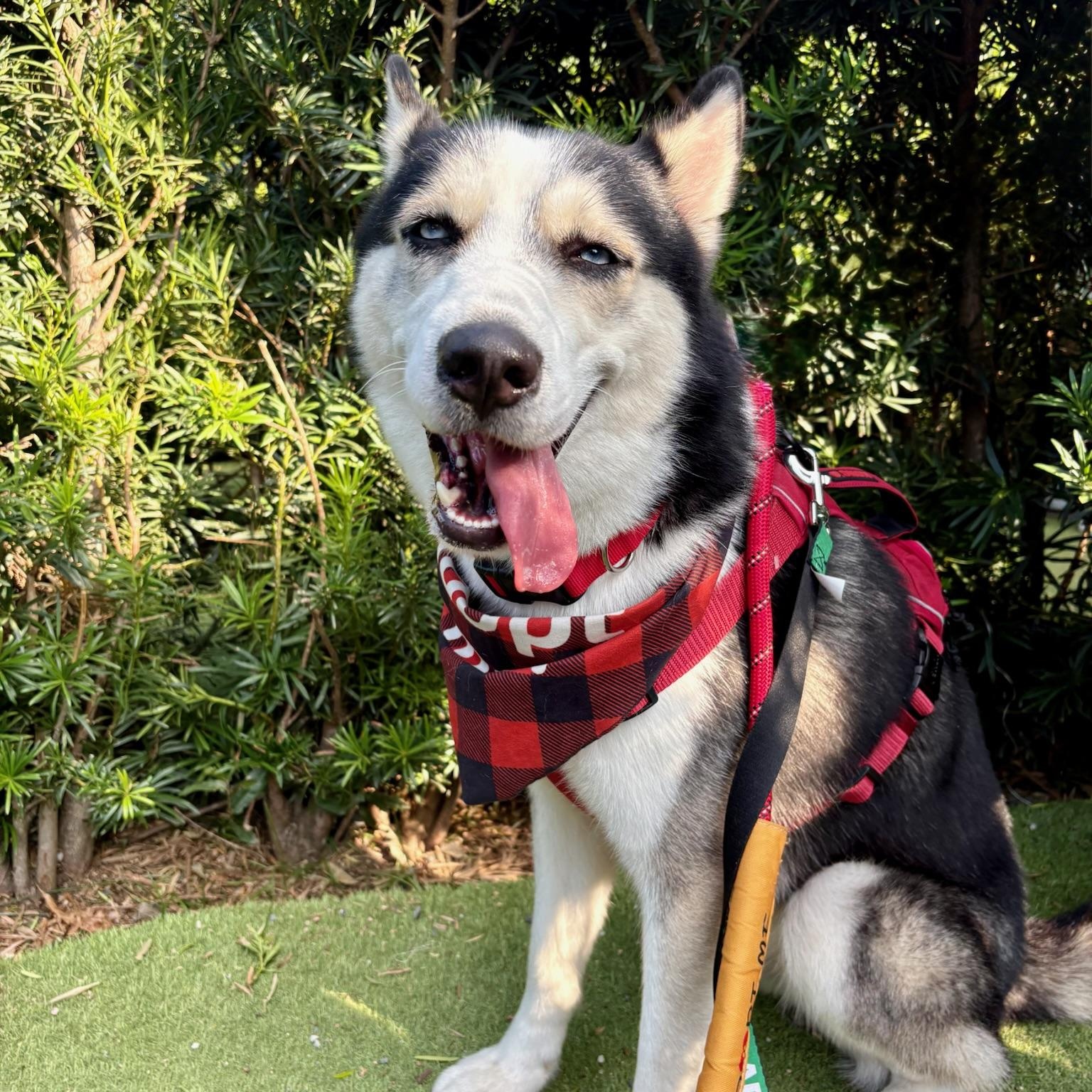 Casper, a Adoptable Husky in Houston, TX image 4/5