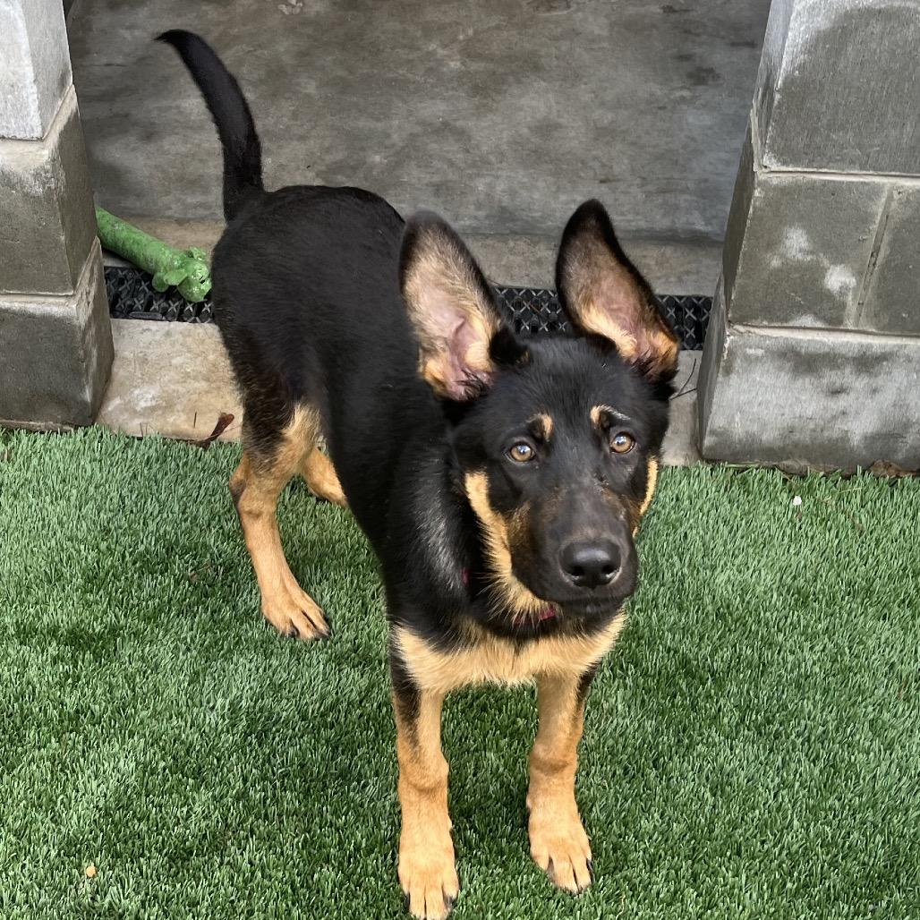 Rumi — thumbnail 2