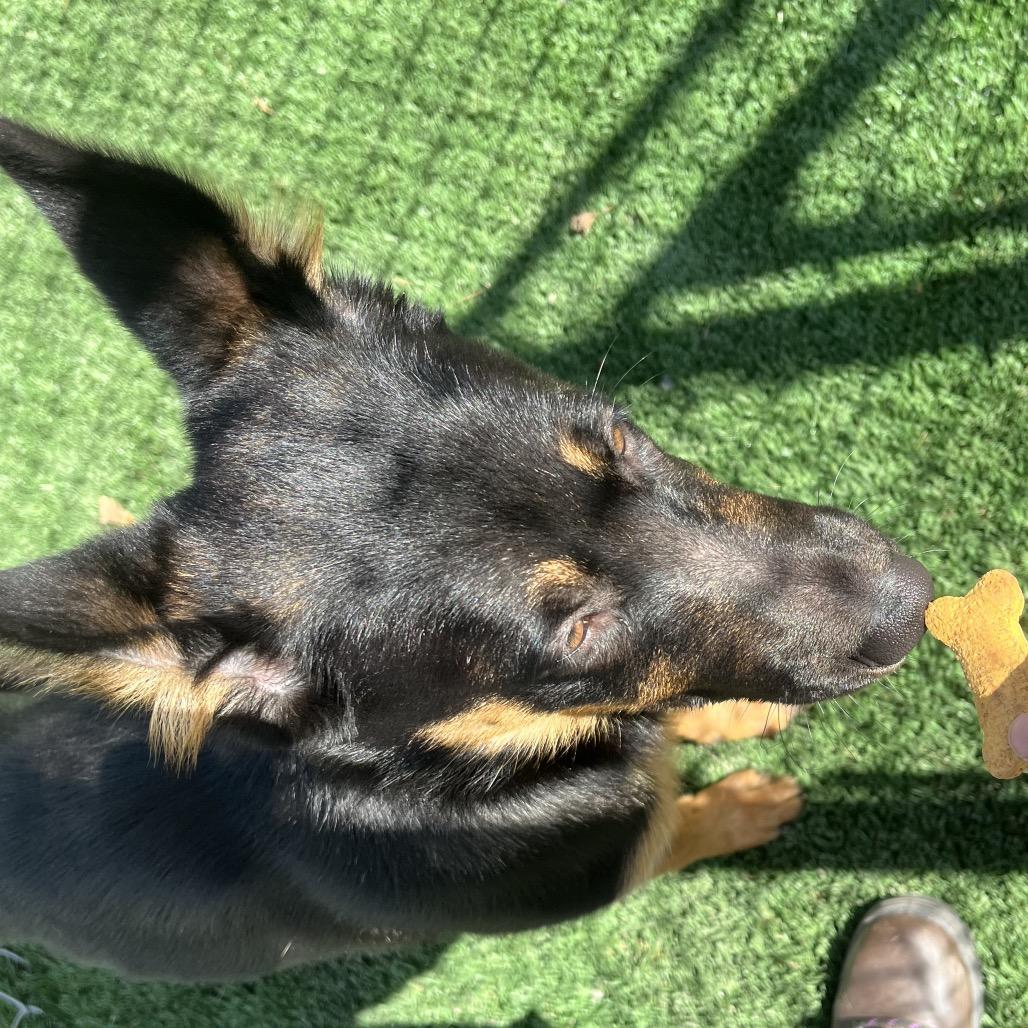 Rumi — thumbnail 3