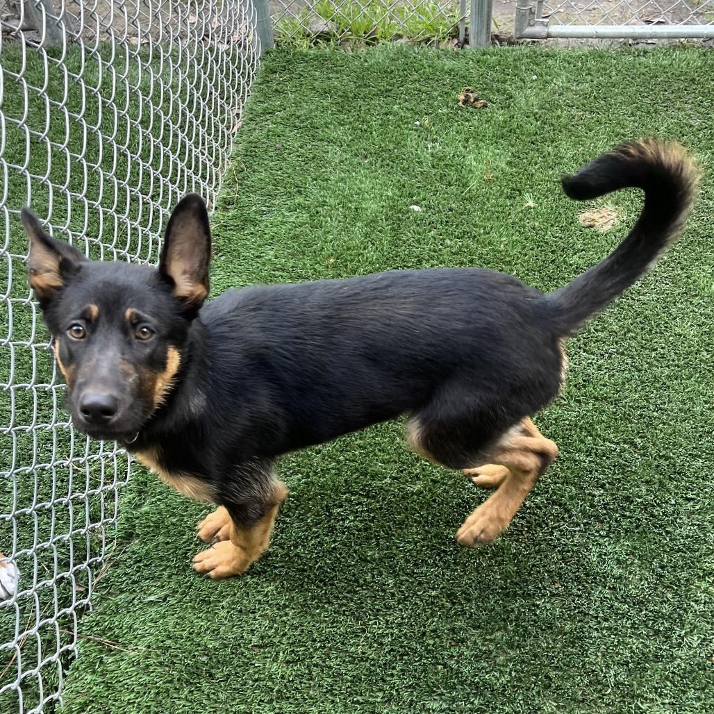 Rumi — thumbnail 4