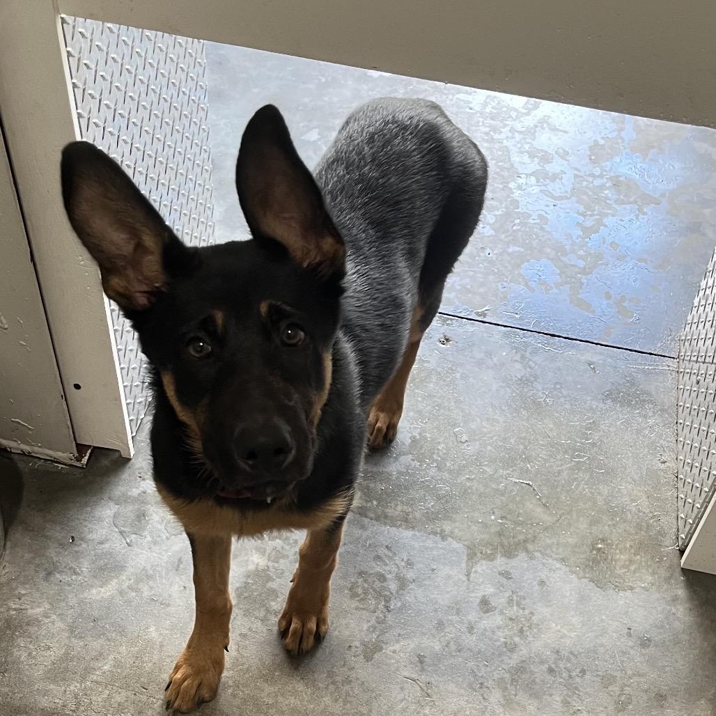 Rumi — thumbnail 5