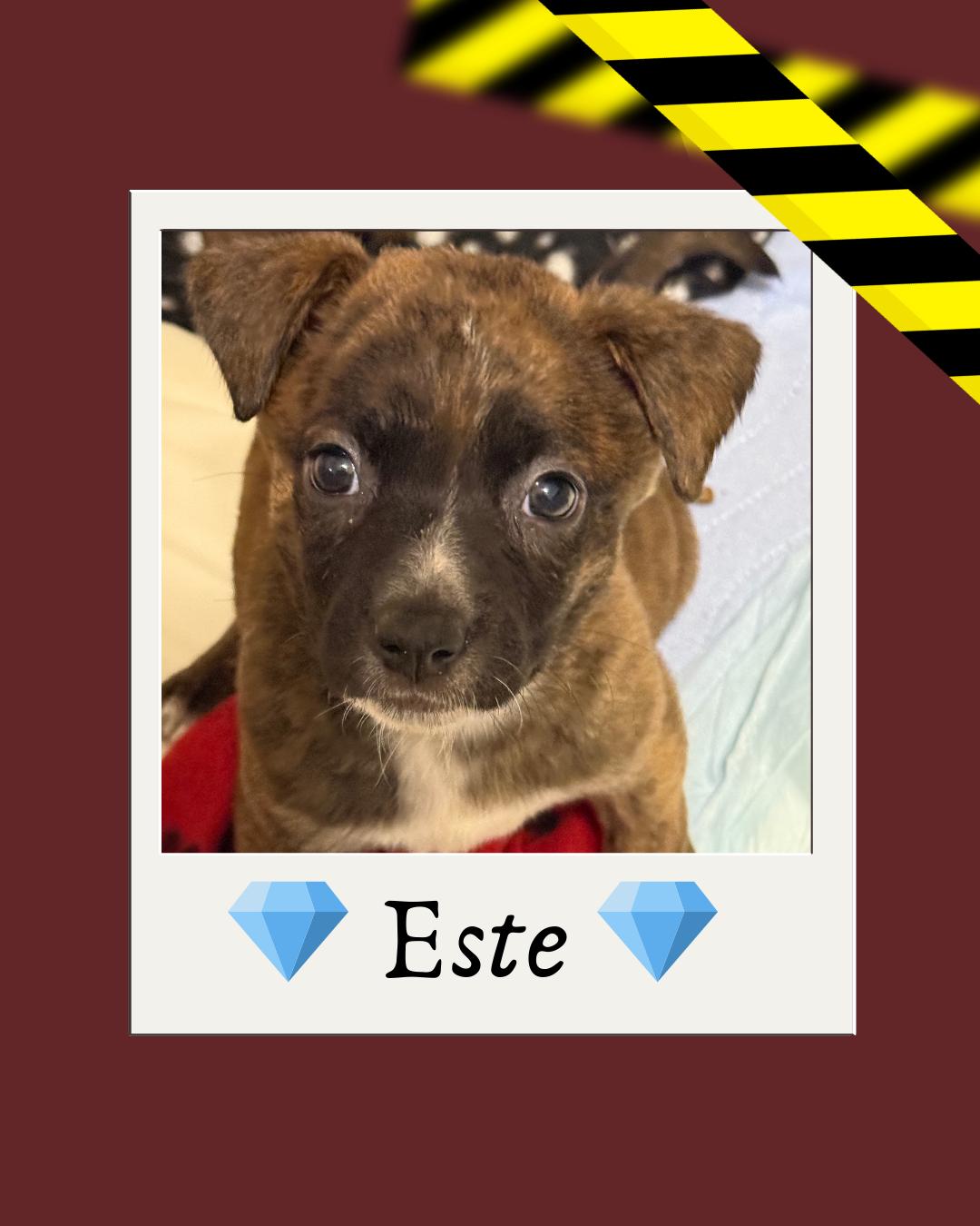 Enlarge Este (The Swiftie Litter), a Adopted mixed breed in Tucson, AZ image 1/4