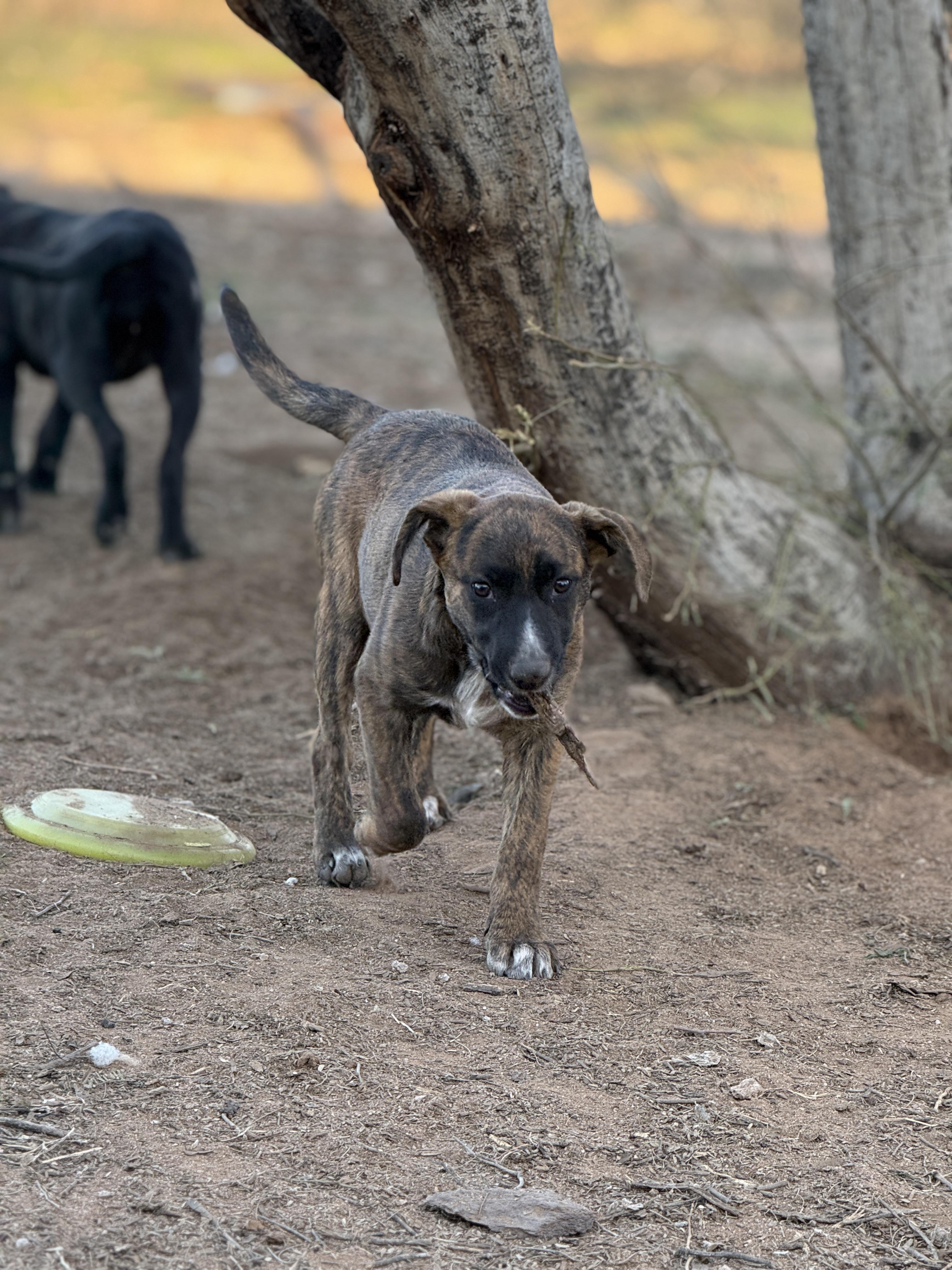 Enlarge Este (The Swiftie Litter), a Adopted mixed breed in Tucson, AZ image 2/4