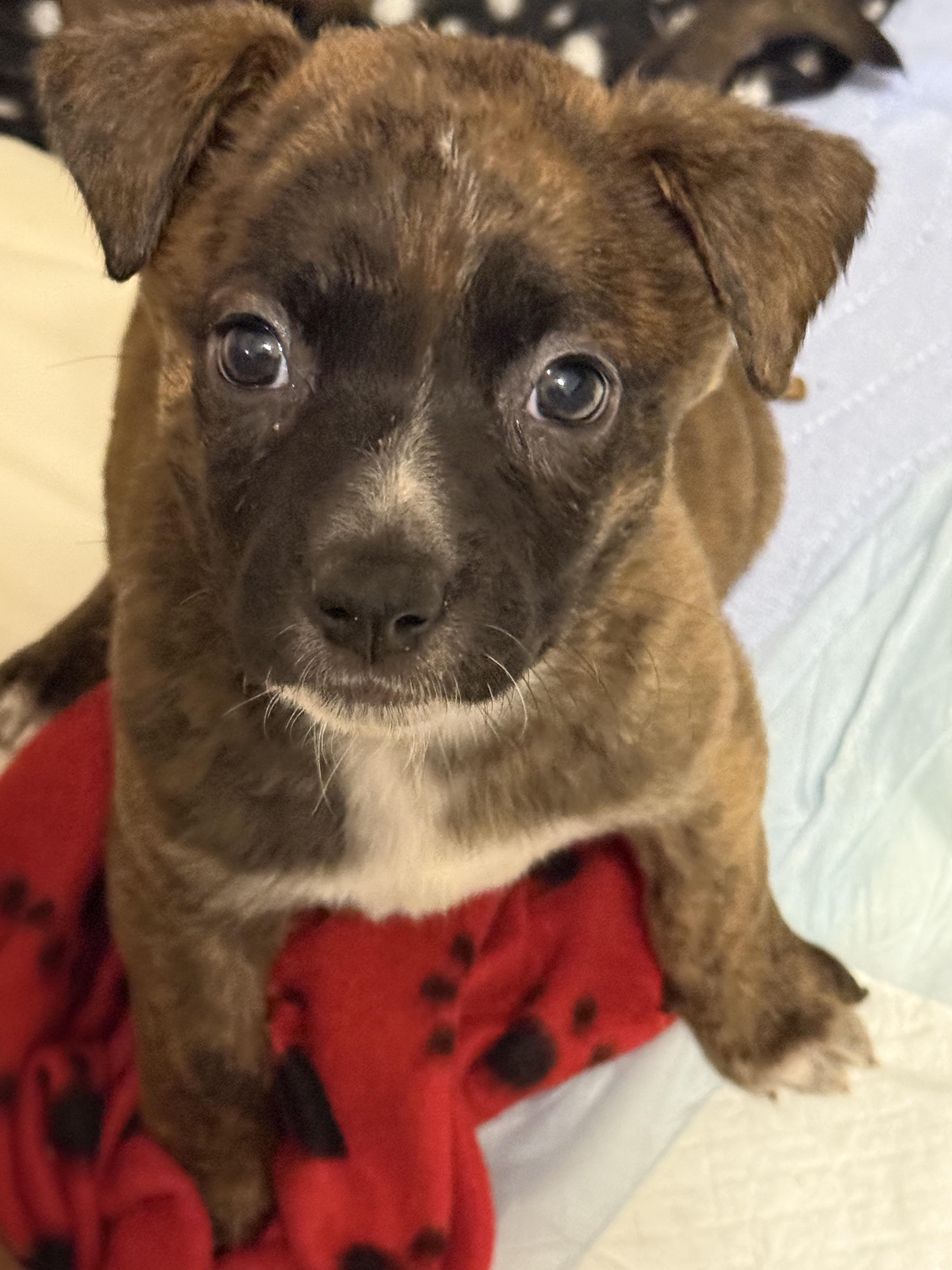 Enlarge Este (The Swiftie Litter), a Adopted mixed breed in Tucson, AZ image 3/4