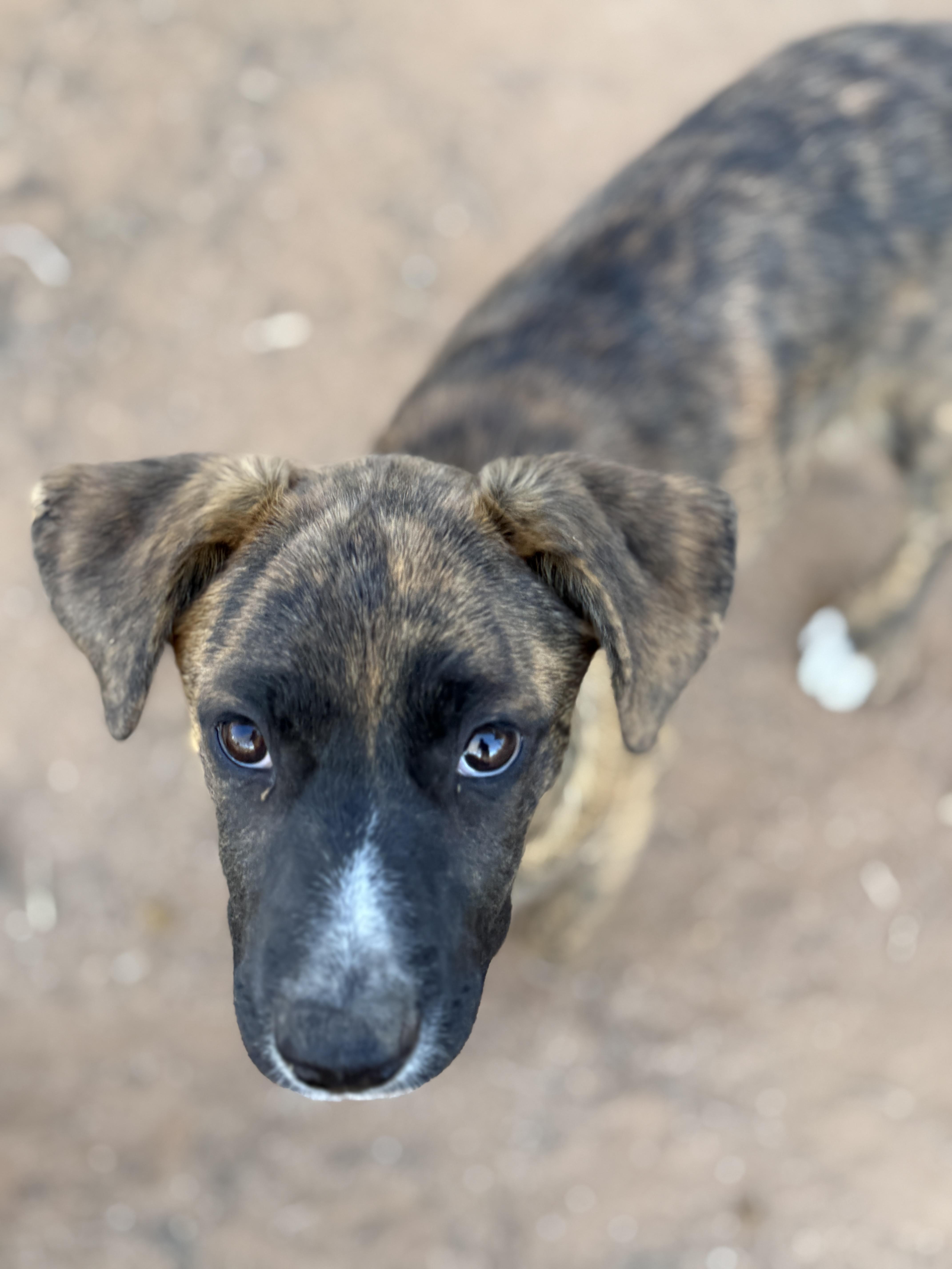 Enlarge Este (The Swiftie Litter), a Adopted mixed breed in Tucson, AZ image 4/4
