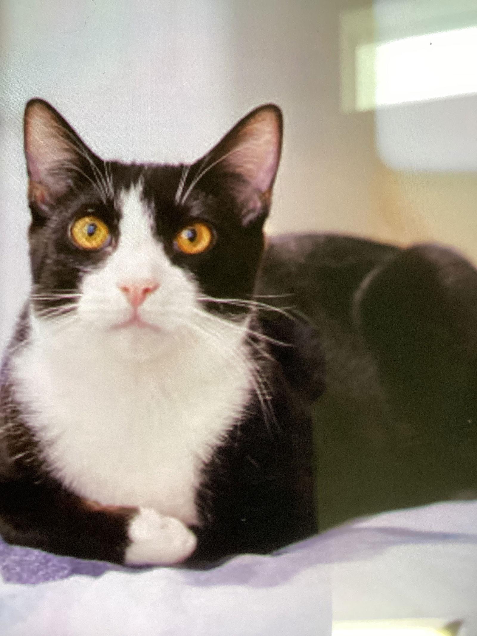 LUCKY, Adopted, Young Male Domestic Short Hair.