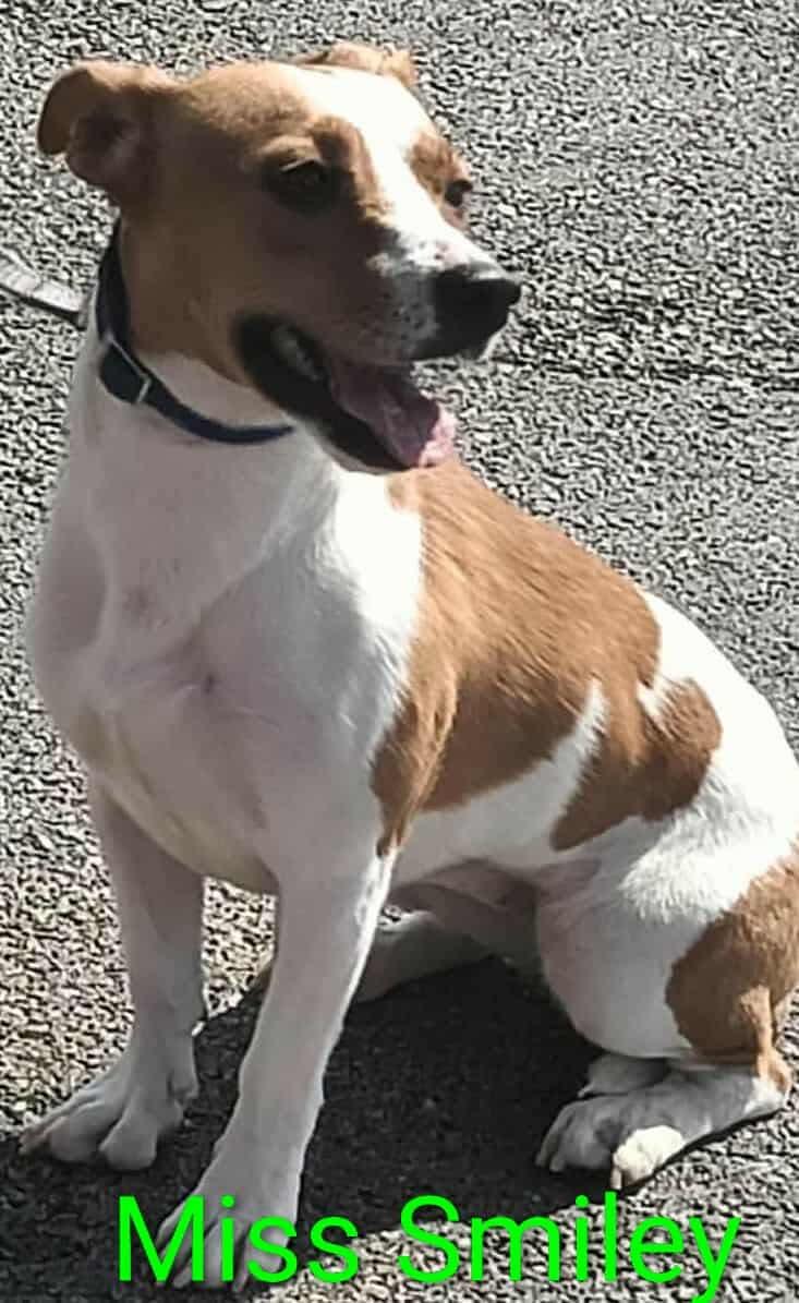 Miss Smiley, a Adoptable Beagle in Ashville, OH image 1/3