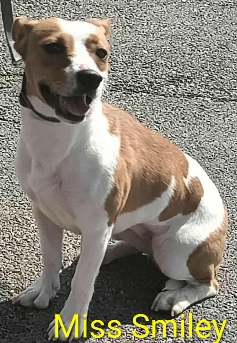 Miss Smiley, a Adoptable Beagle in Ashville, OH image 2/3