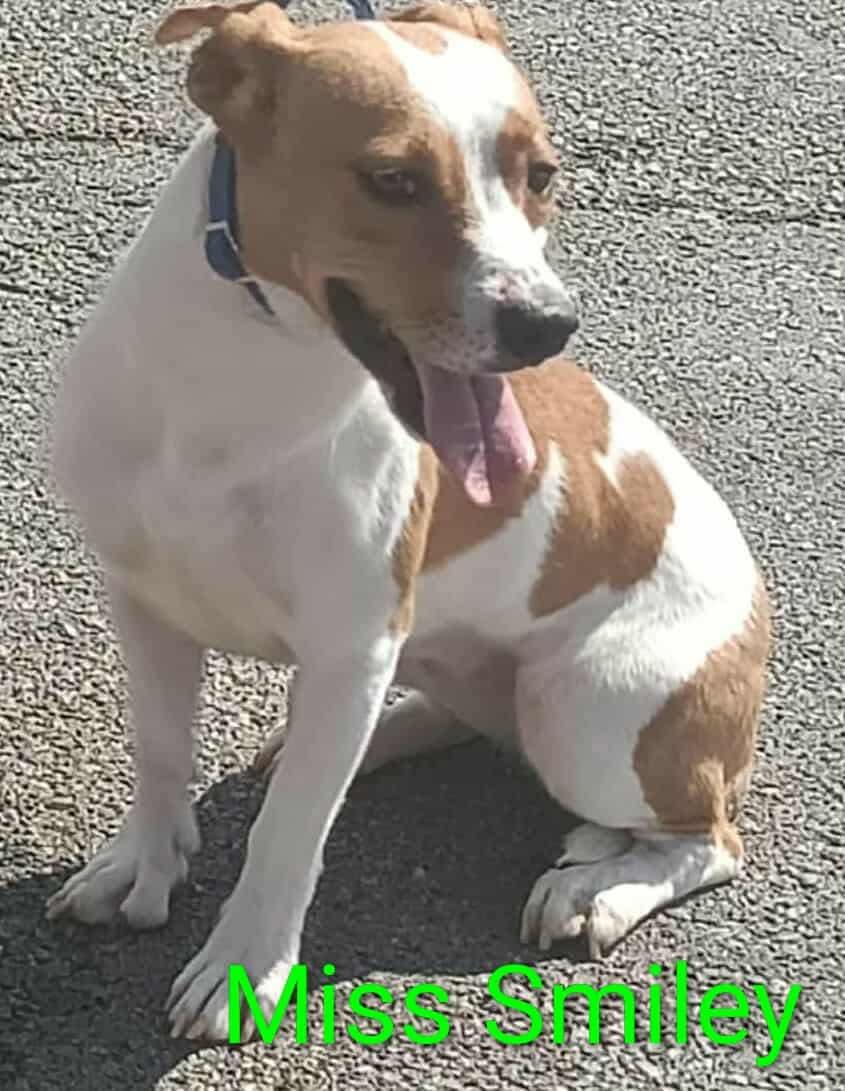 Miss Smiley, a Adoptable Beagle in Ashville, OH image 3/3