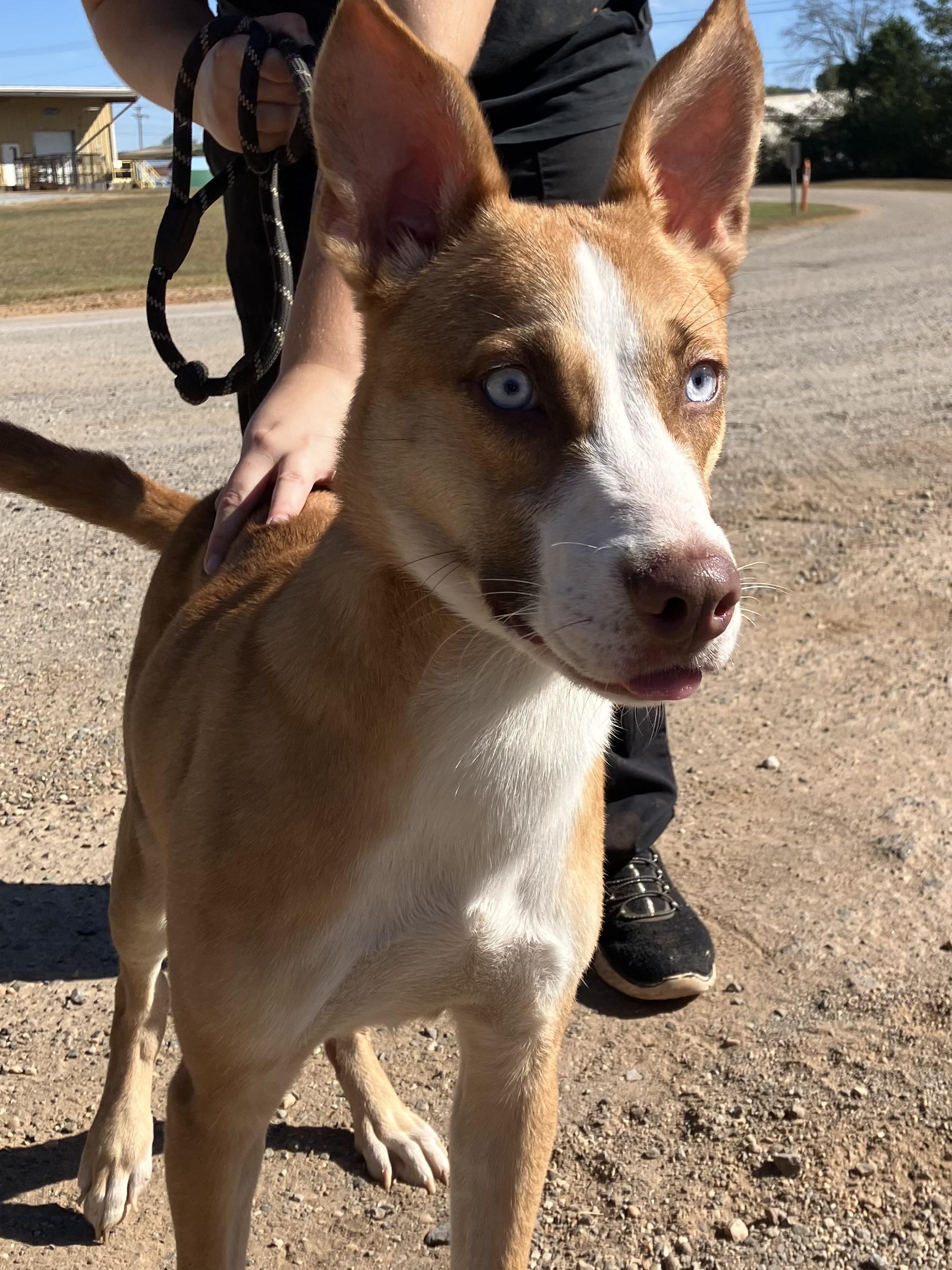 Enlarge “Wayne”, an adoptable mixed breed in Sylacauga, AL image 2/2
