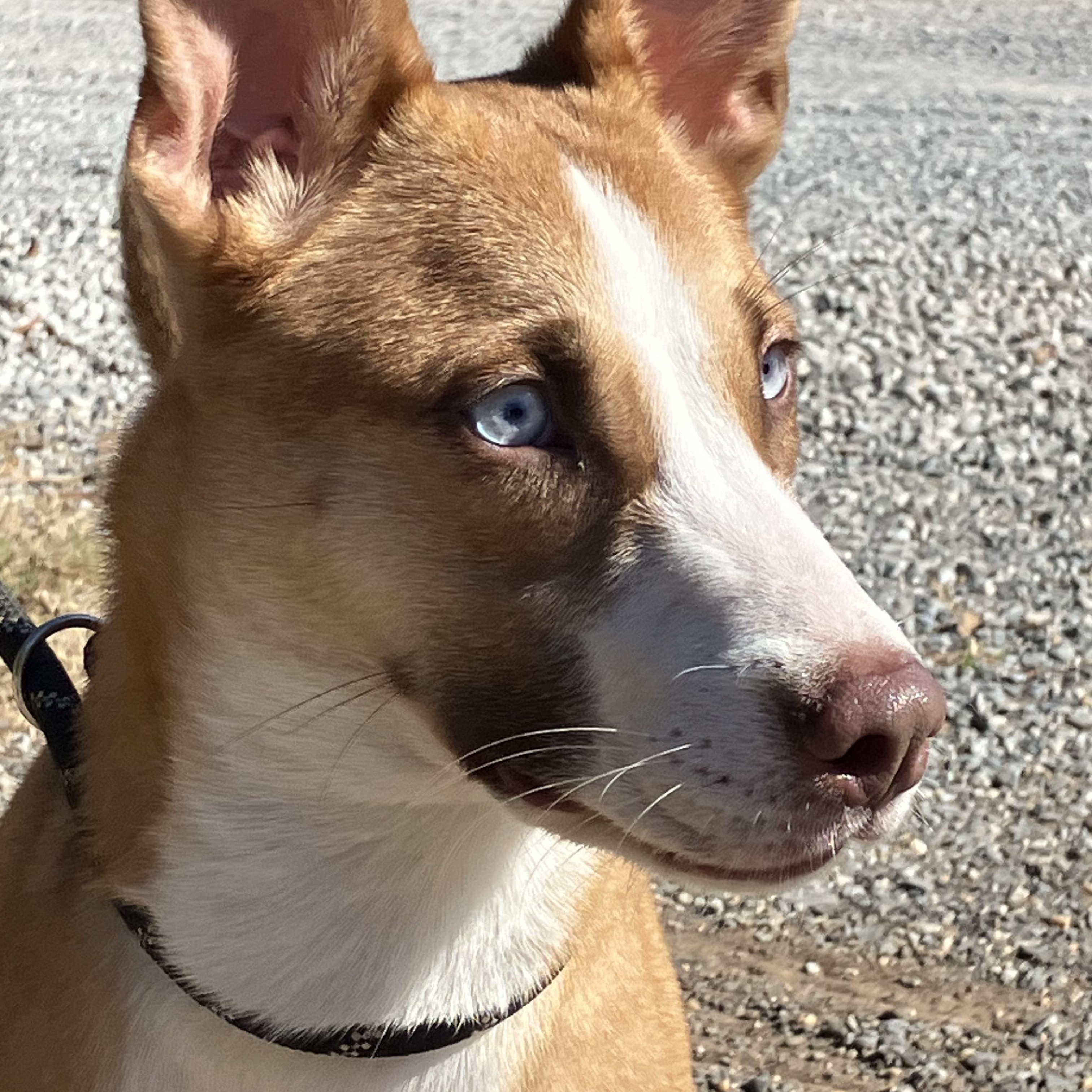 “Wayne”, adoptable, Young Male Basenji & Hound.