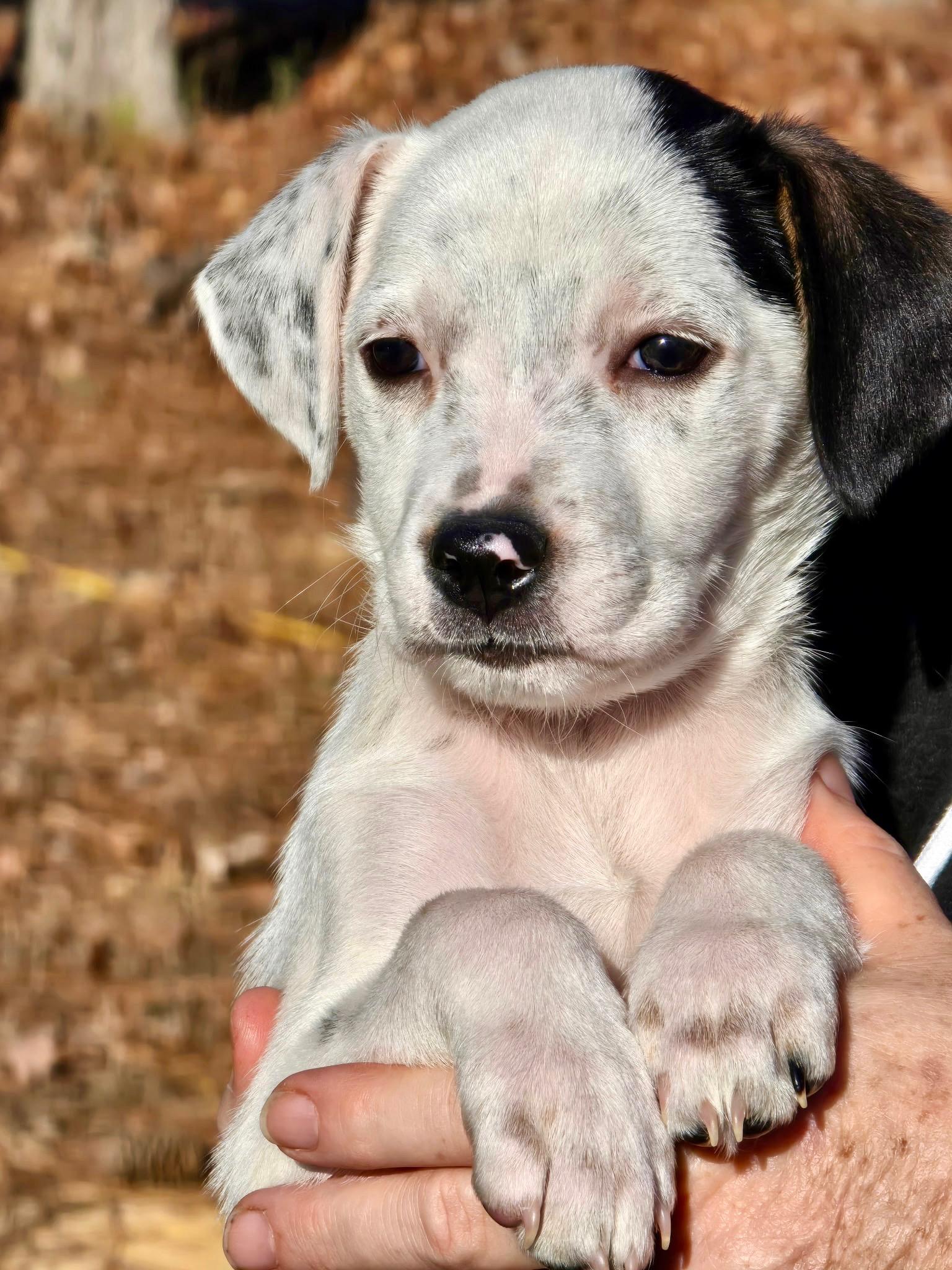 Enlarge Ralphie, a ADOPTABLE mixed breed in Waxhaw, NC image 2/4
