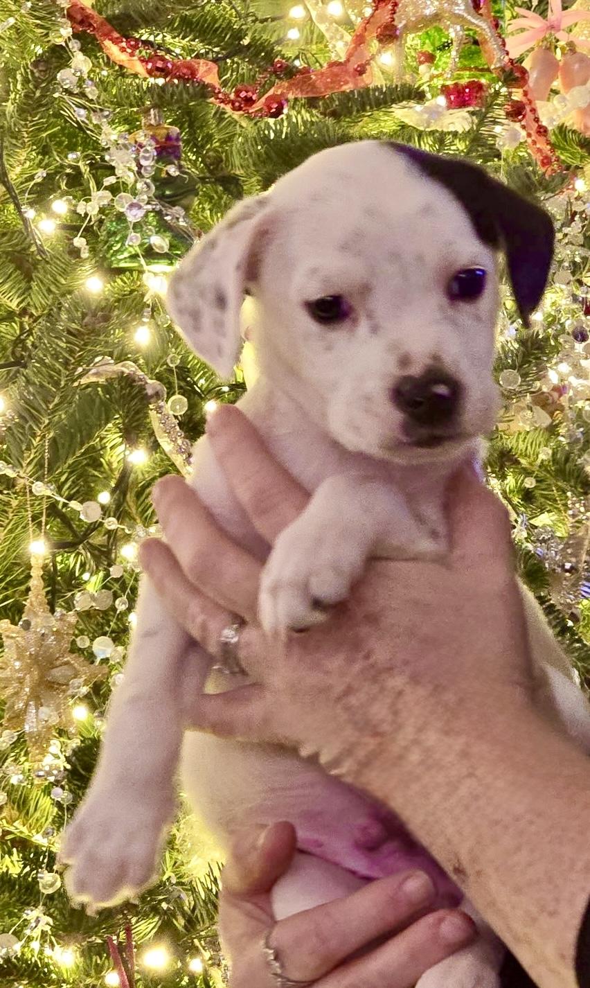 Ralphie, ADOPTABLE, Young Male Setter.