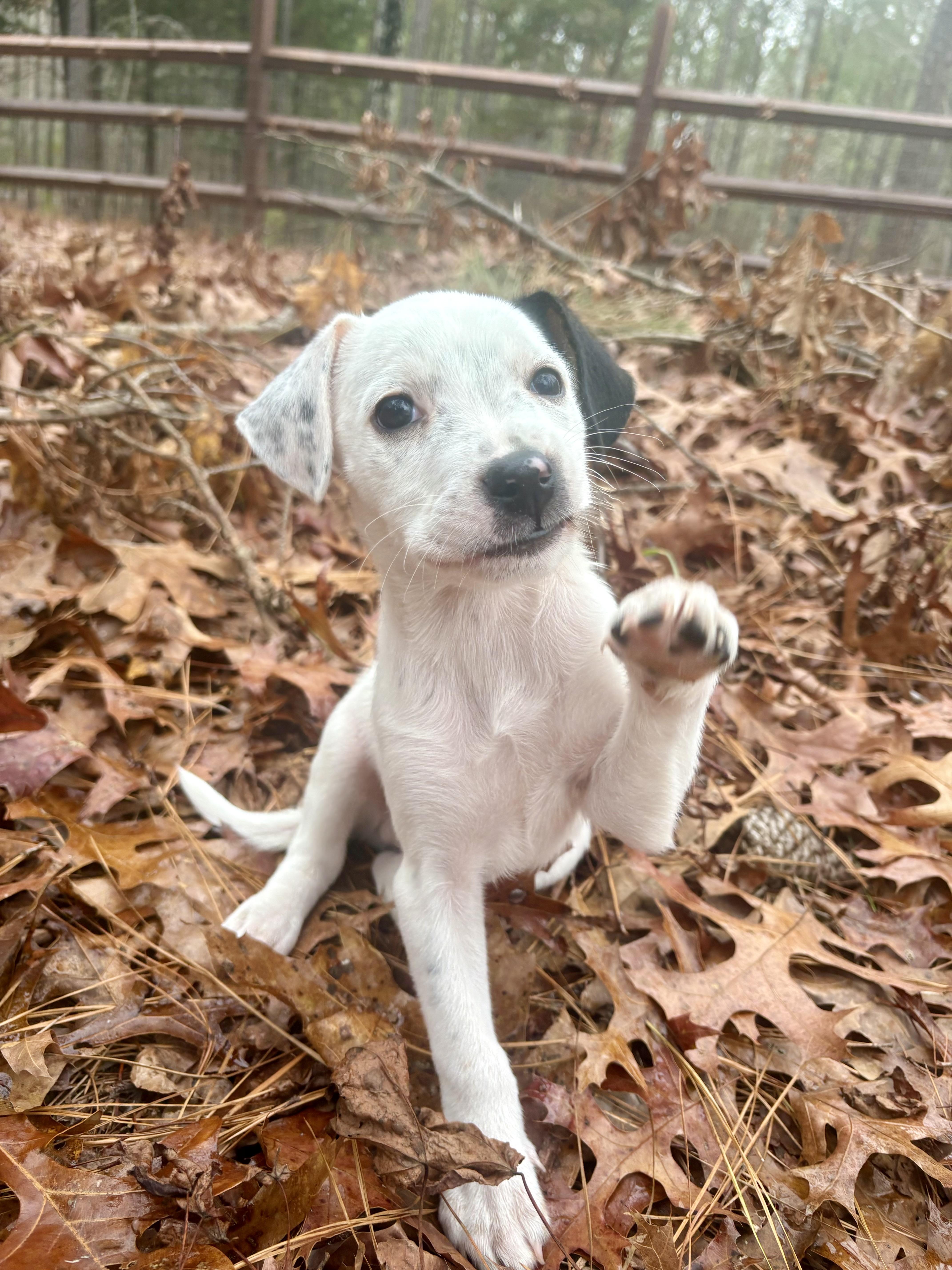 Enlarge Ralphie, a ADOPTABLE mixed breed in Waxhaw, NC image 3/4