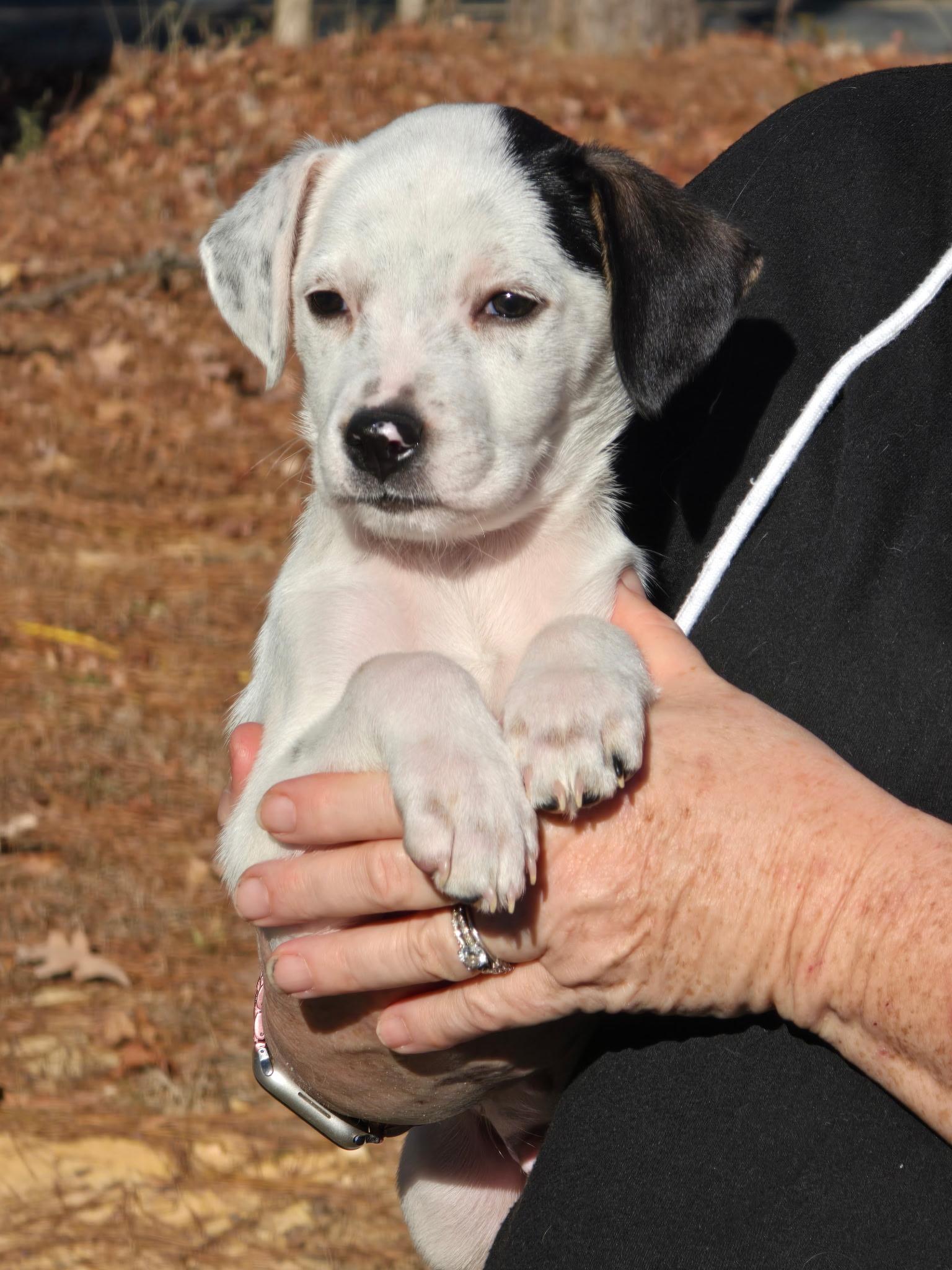 Ralphie, ADOPTABLE, Young Male Setter.