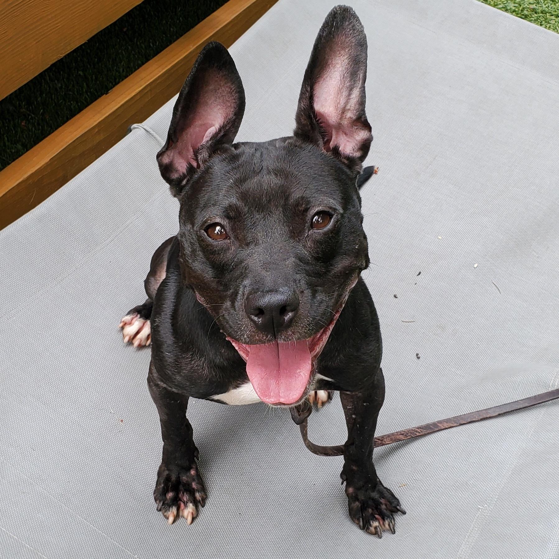 Brooklyn, Adult Female Pit Bull Terrier