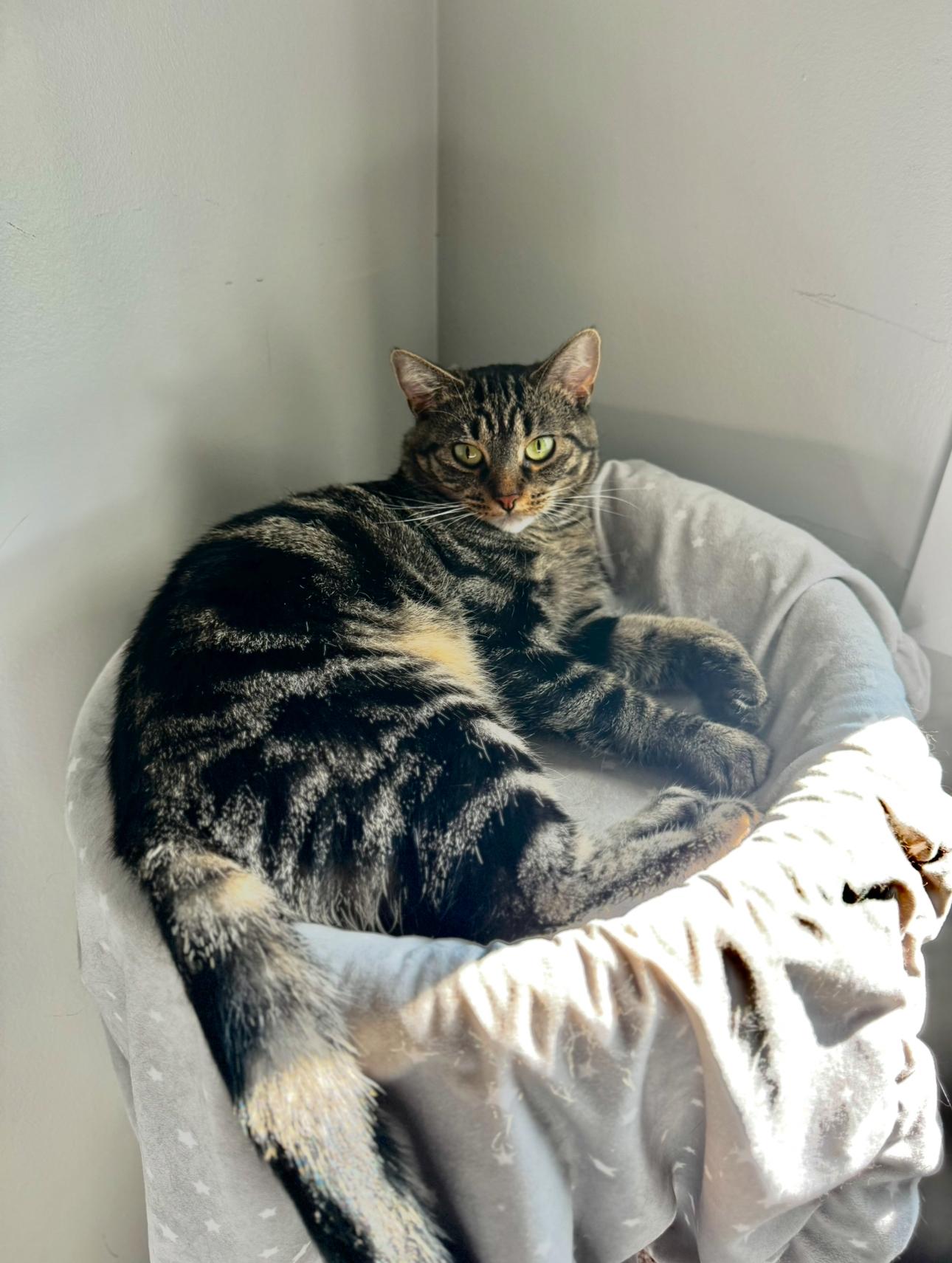 Ursula, a Adoptable Domestic Short Hair in Steinbach, MB image 1/6