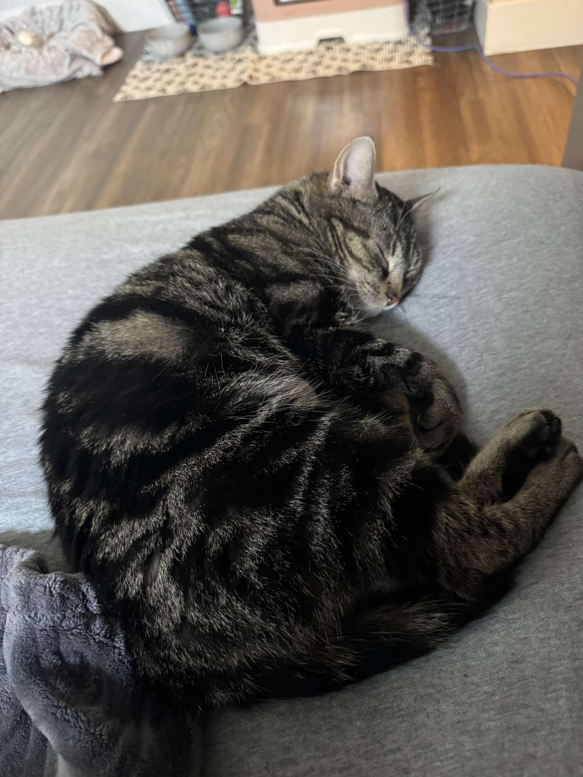 Ursula, a Adoptable Domestic Short Hair in Steinbach, MB image 2/6