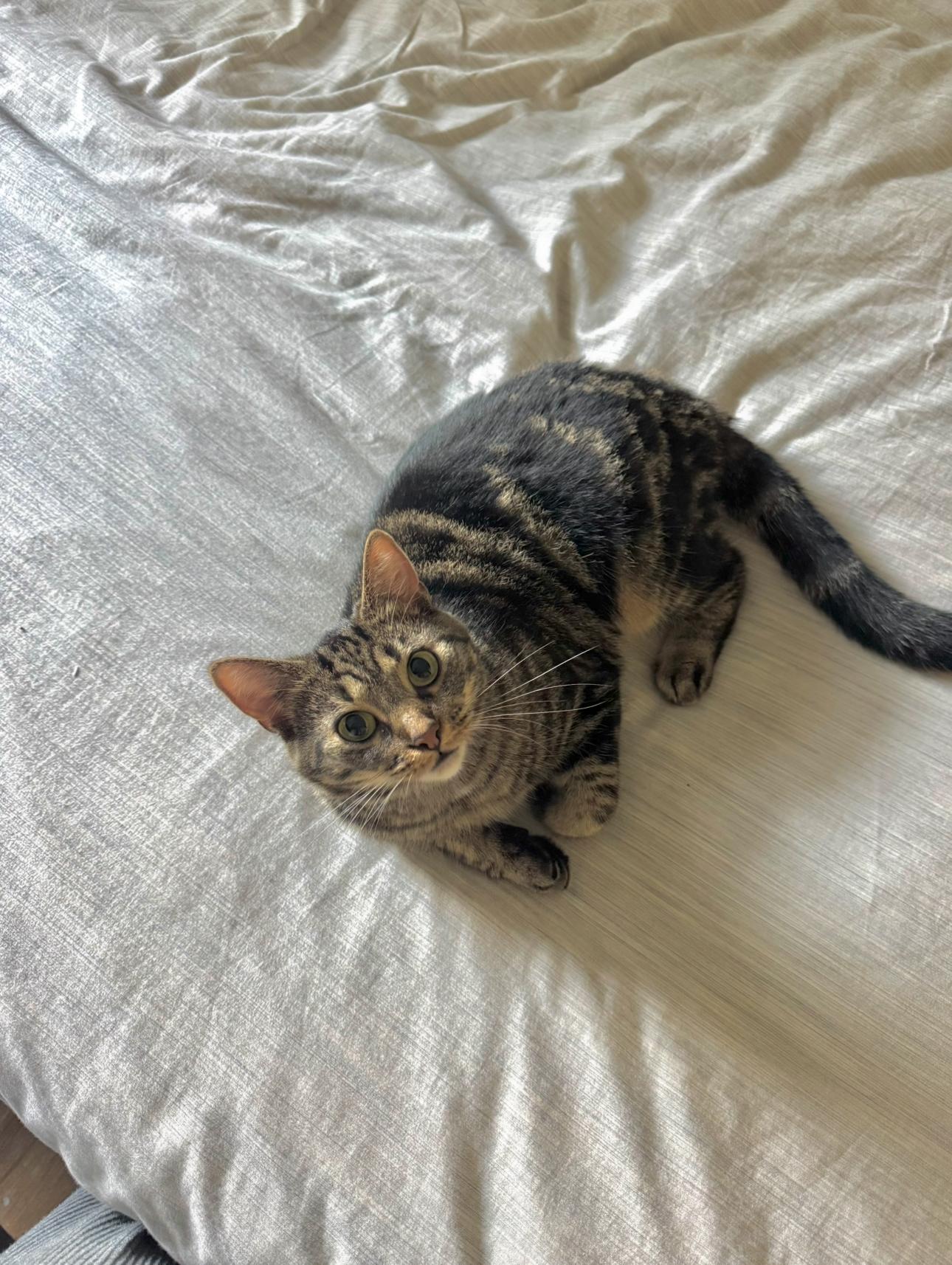 Ursula, a Adoptable Domestic Short Hair in Steinbach, MB image 3/6