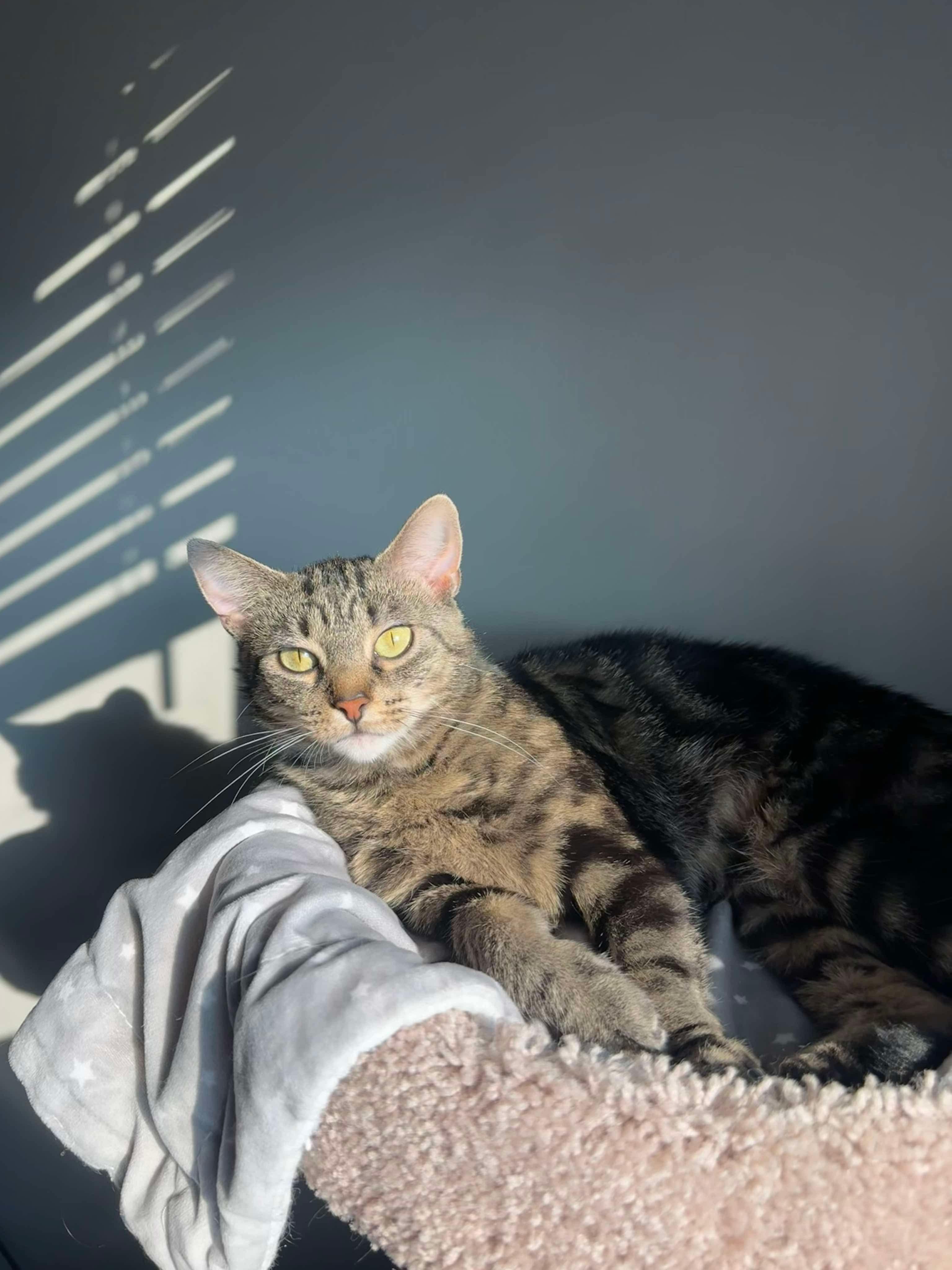 Ursula, a Adoptable Domestic Short Hair in Steinbach, MB image 5/6