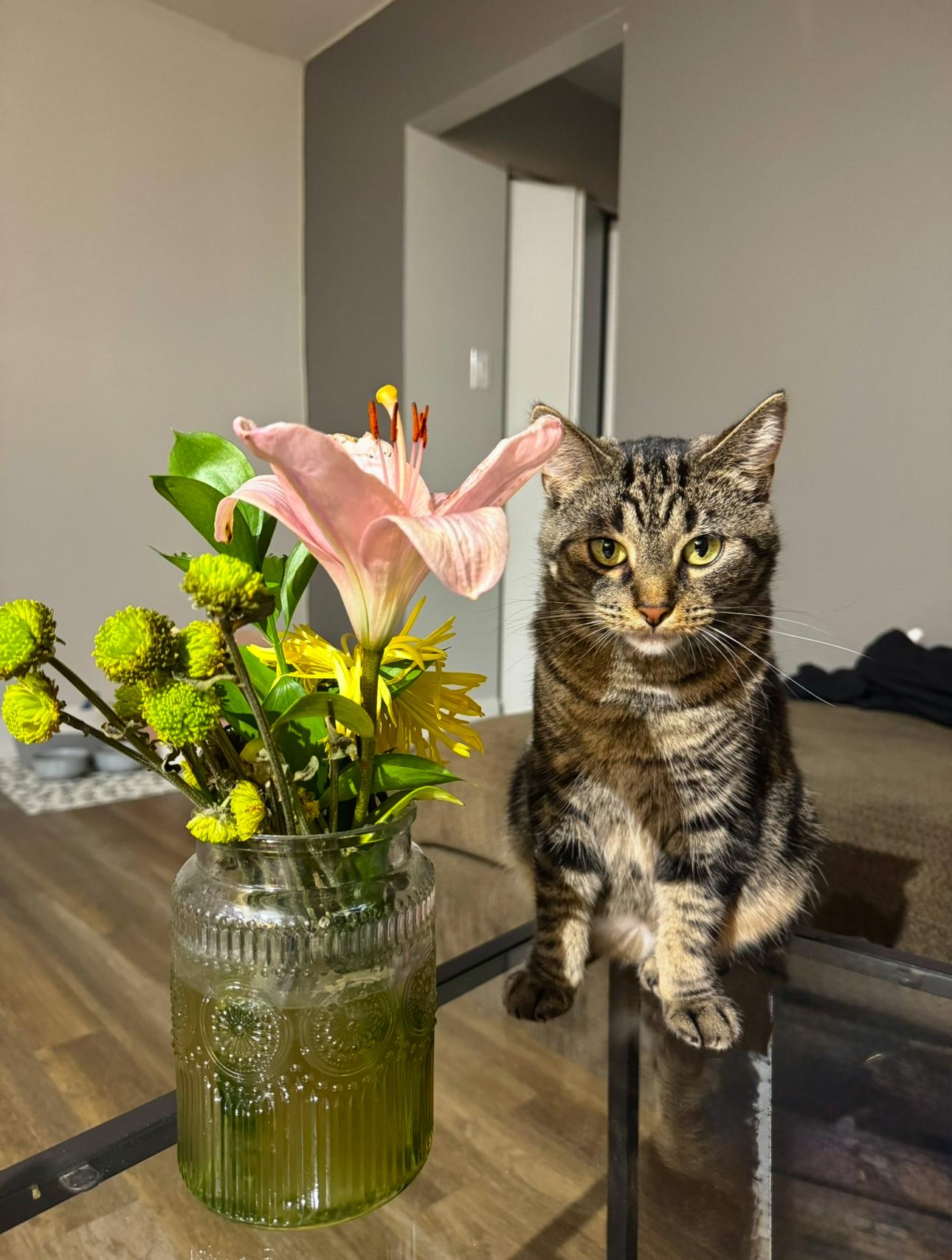 Ursula, a Adoptable Domestic Short Hair in Steinbach, MB image 6/6