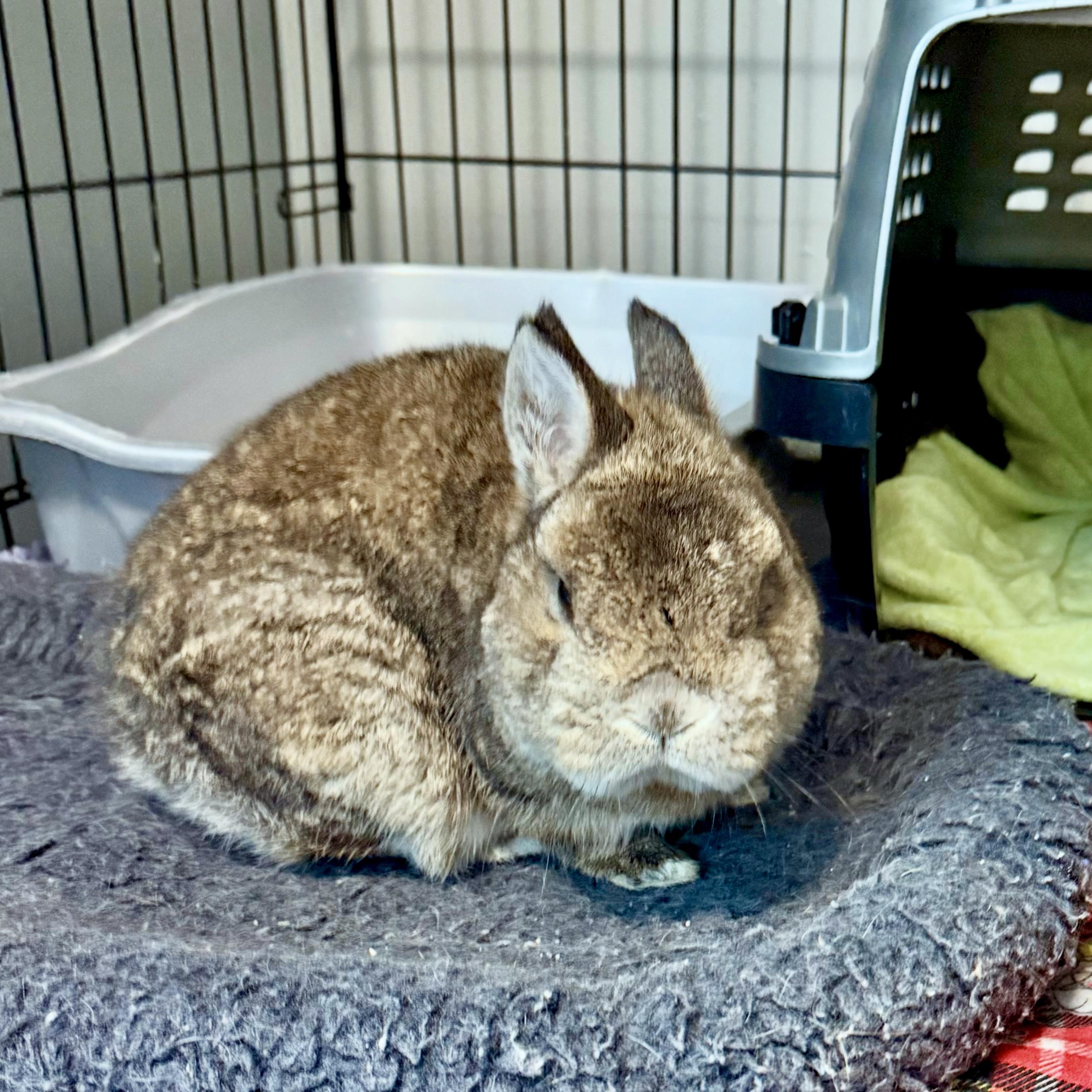 Enlarge Dexter the Rabbit, an adopted mixed breed in Gallatin, TN image 1/2