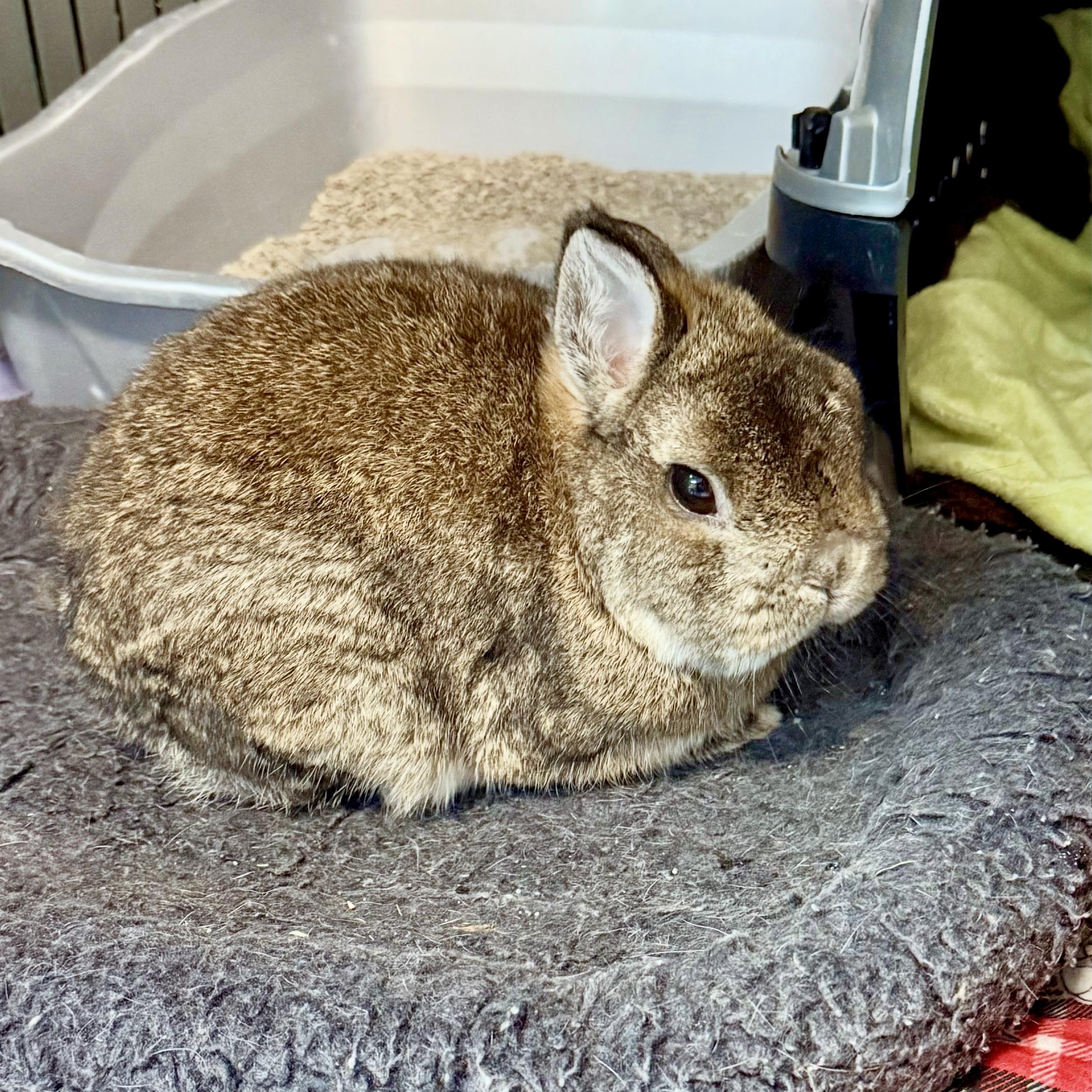 Enlarge Dexter the Rabbit, an adopted mixed breed in Gallatin, TN image 2/2