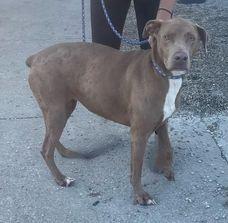 Enlarge Mystique, a Adoptable mixed breed in Owenton, KY image 1/1