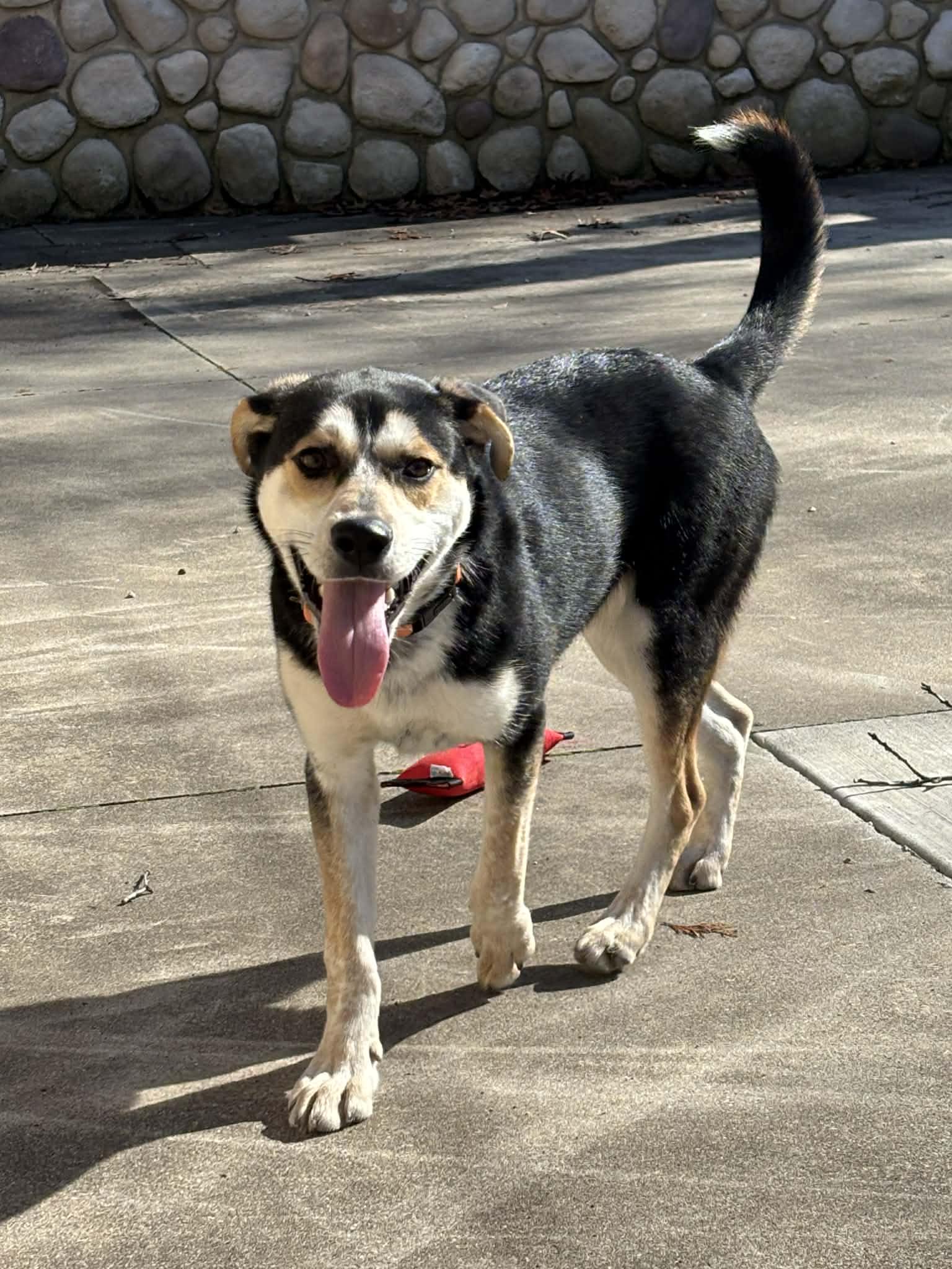 Enlarge Brandi, a ADOPTABLE mixed breed in Grand Rapids, MI image 1/2