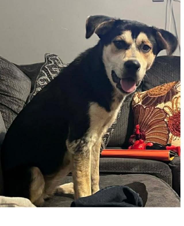 Enlarge Brandi, a ADOPTABLE mixed breed in Grand Rapids, MI image 2/2