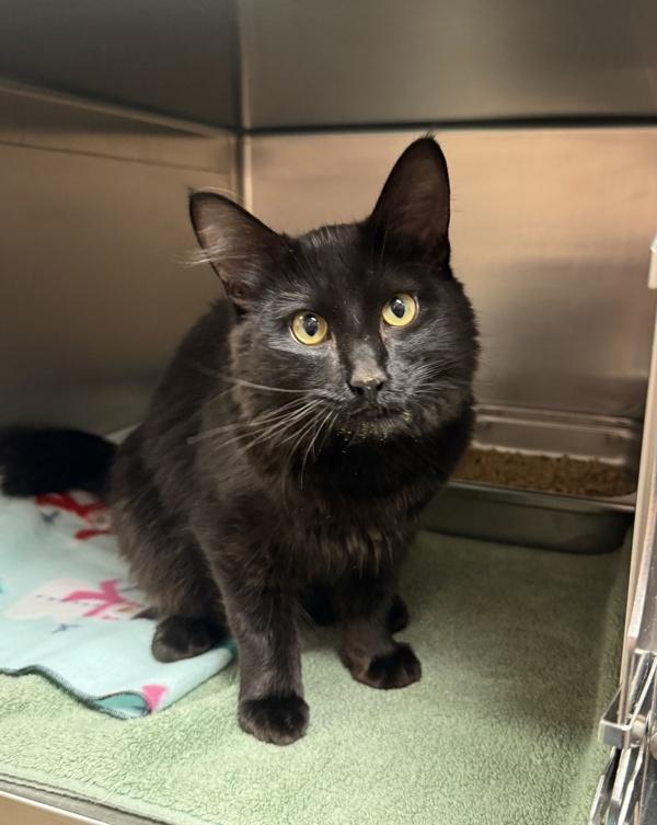 Enlarge Hiccup, a Adoptable mixed breed in Great Falls, MT image 1/1