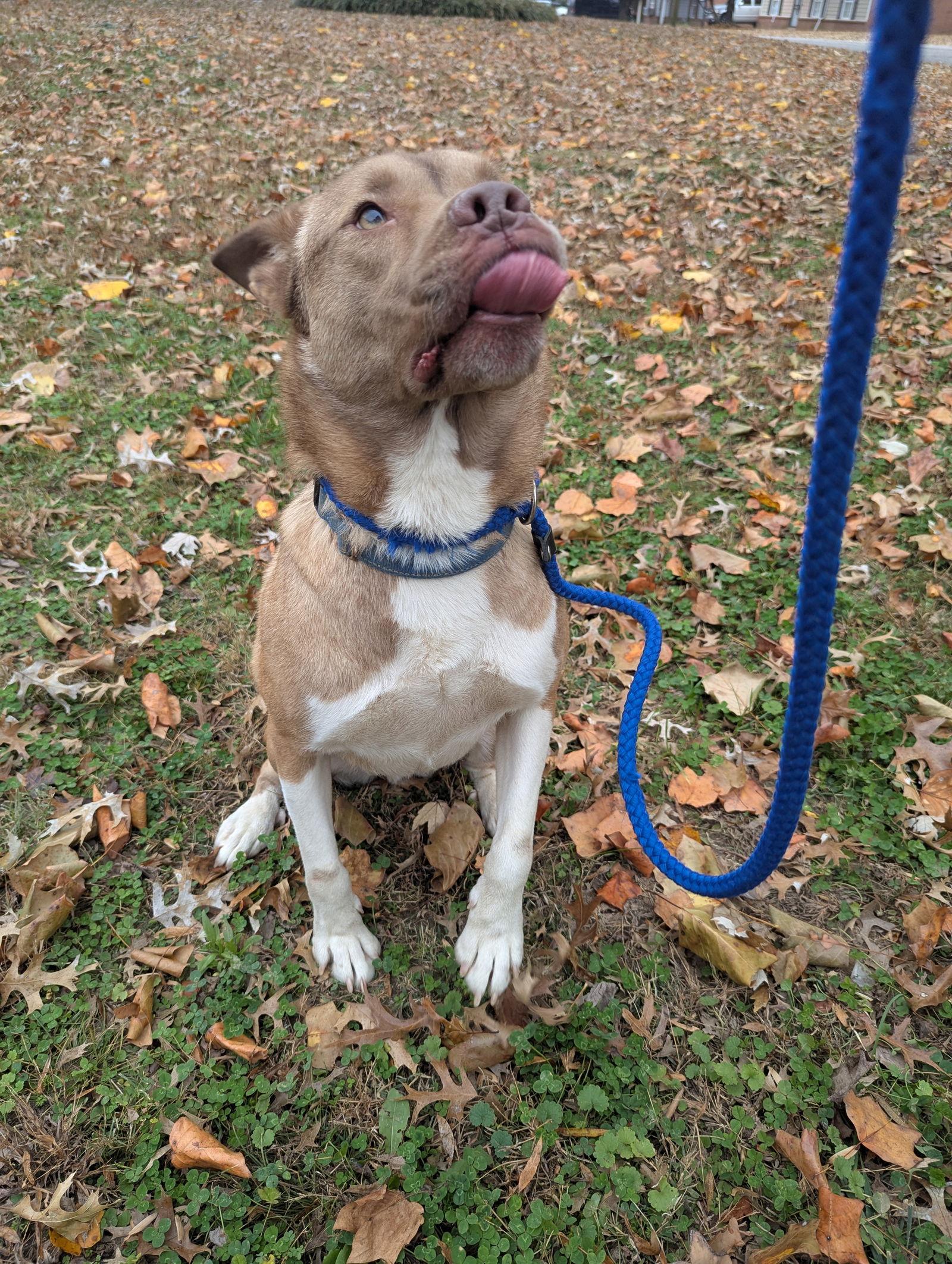 Enlarge Ace, a Adoptable mixed breed in Munford, TN image 2/3