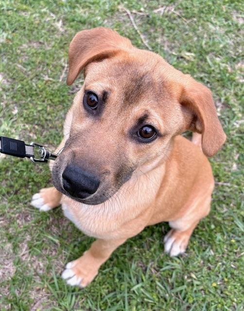 Enlarge Jay, a ADOPTABLE mixed breed in Cypress, TX image 5/5