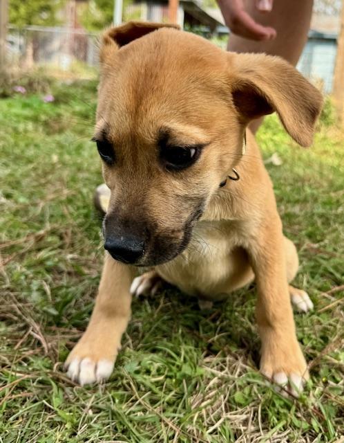 Enlarge Jay, a ADOPTABLE mixed breed in Cypress, TX image 2/2