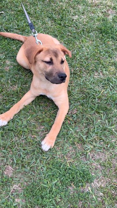 Enlarge Jay, a ADOPTABLE mixed breed in Cypress, TX video 2/5