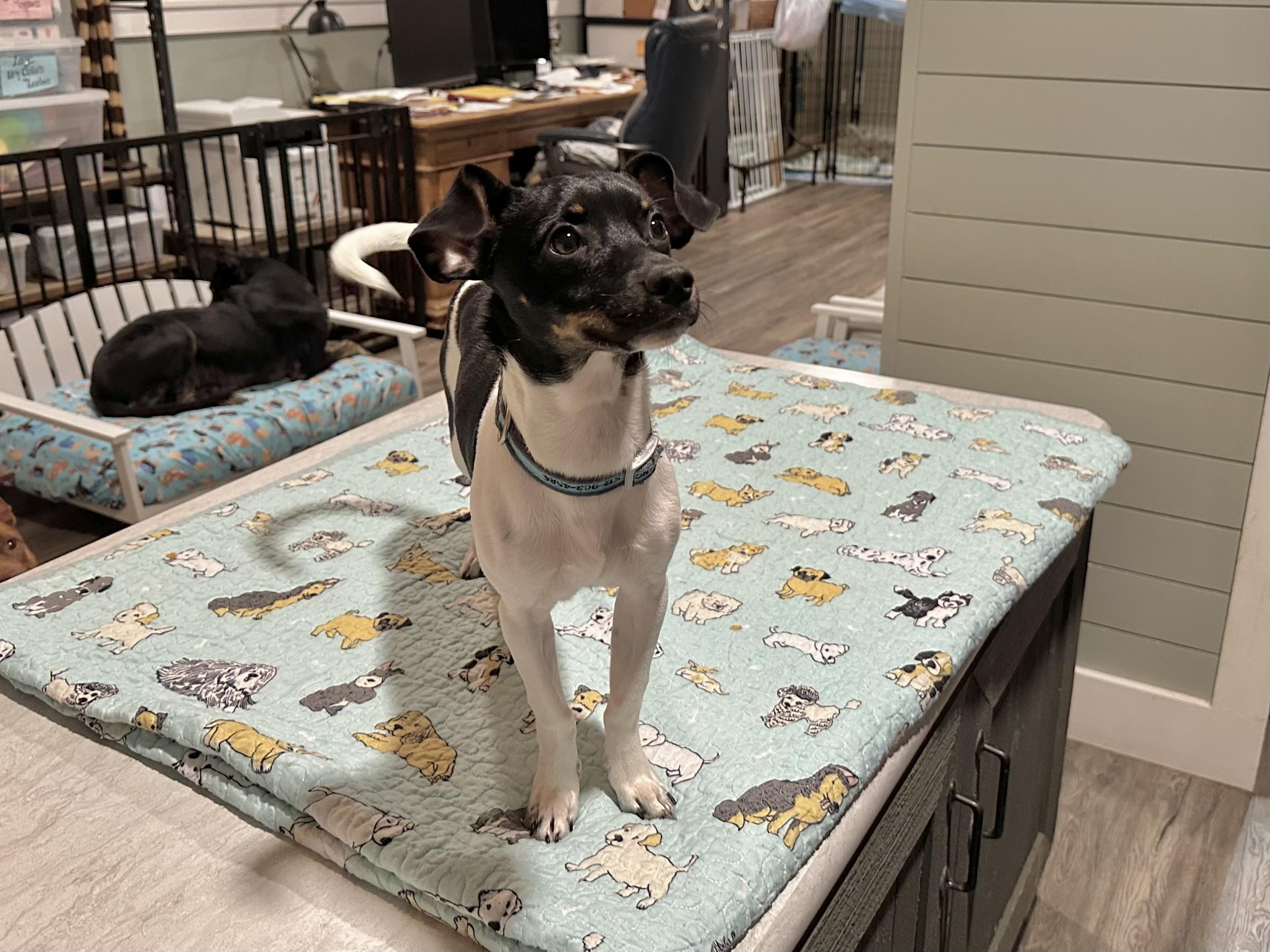 Enlarge Theo, an adopted mixed breed in West Islip, NY image 3/6