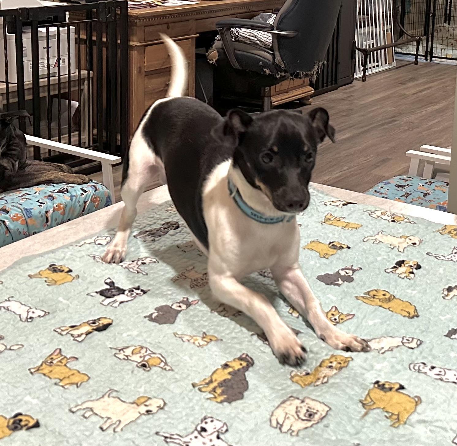 Enlarge Theo, an adopted mixed breed in West Islip, NY image 6/6