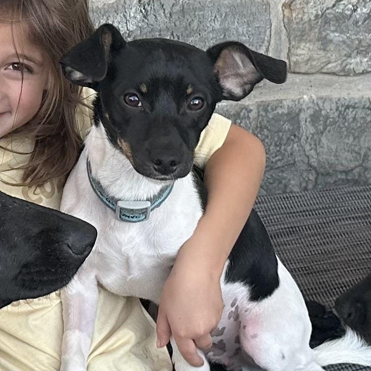 Theo, adopted, Young Male Rat Terrier.