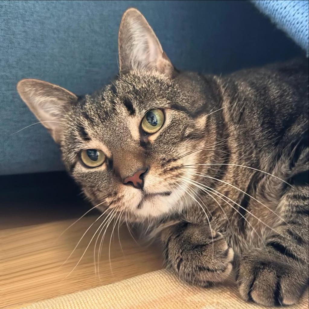Enlarge Pumpkin, a Adopted mixed breed in Brooklyn, NY image 1/5