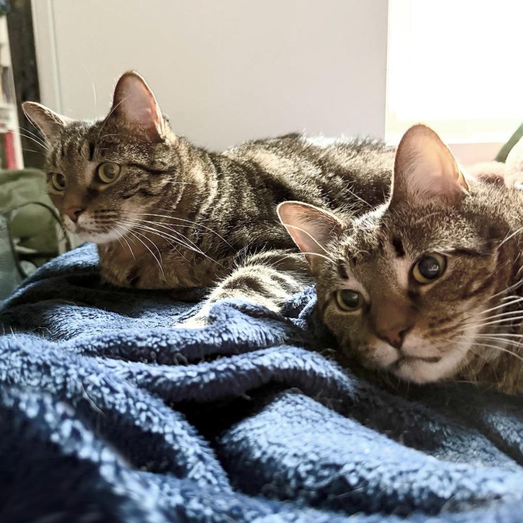 Pumpkin and Zucchini (meet us in foster care!), Adoptable, Adult Female Domestic Short Hair.