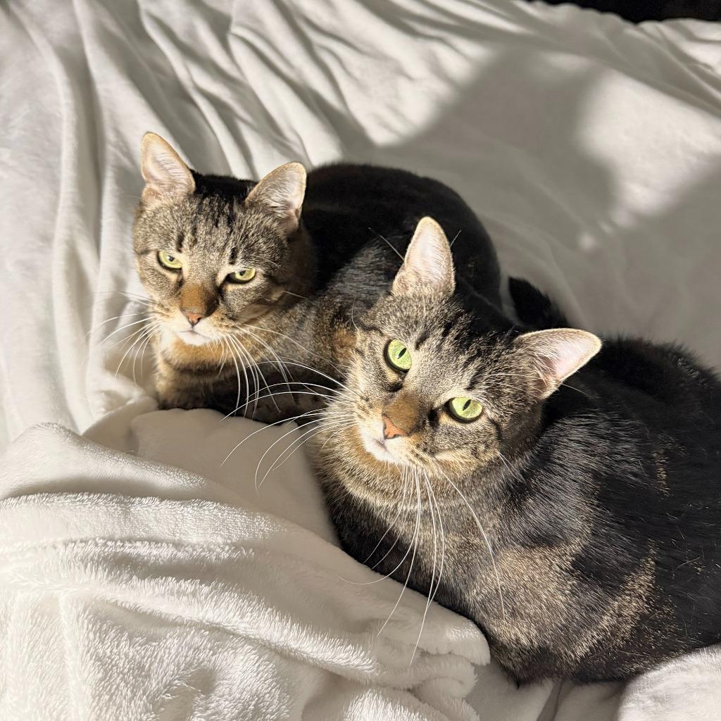 Enlarge Pumpkin, a Adopted mixed breed in Brooklyn, NY image 5/5